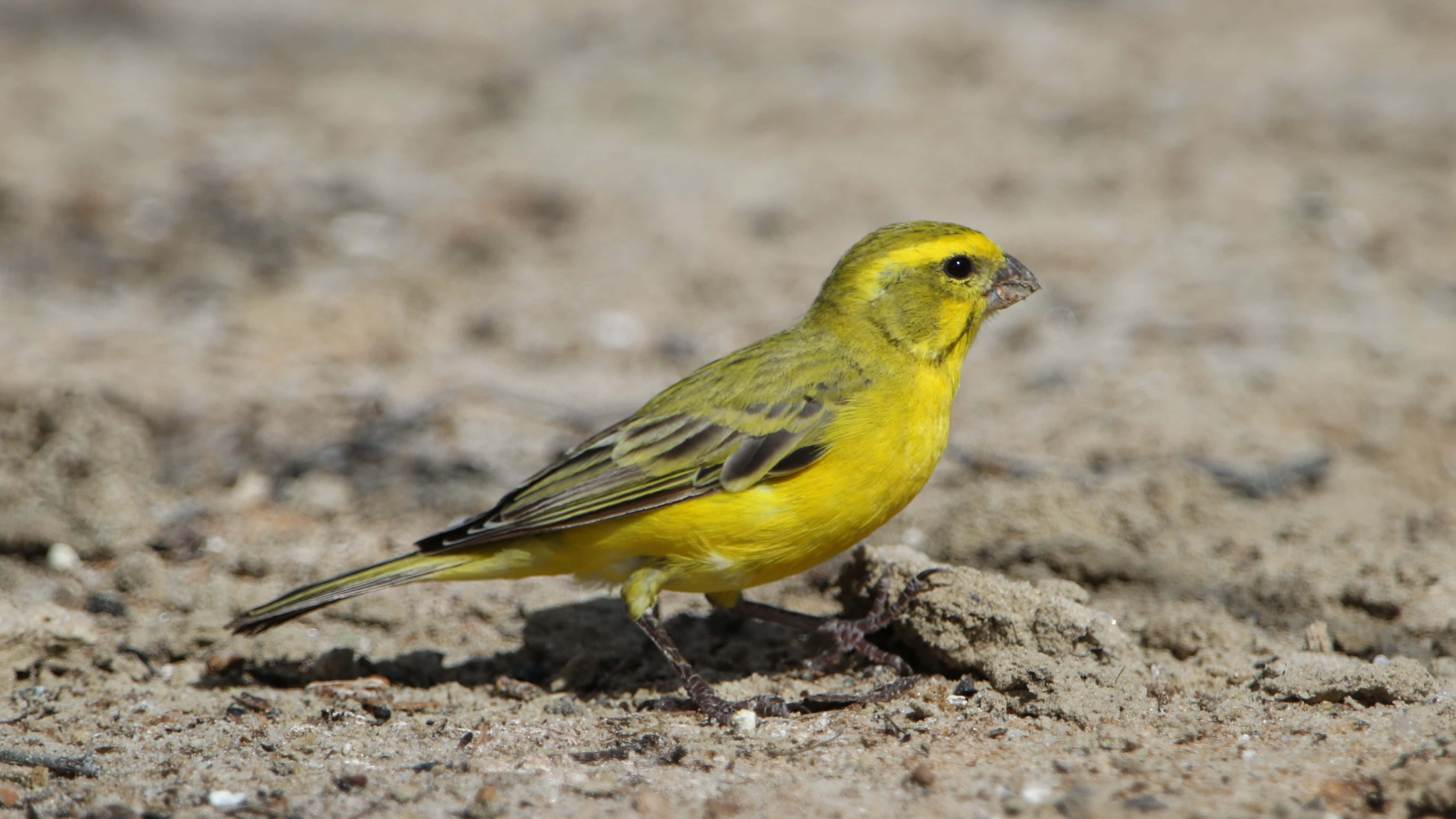 Yellow Canary 桌布 壁紙 — 一隻鮮黃色的鳥，帶有黑色翅膀標記，在明亮的陽光下警覺地站在乾燥的沙地上。