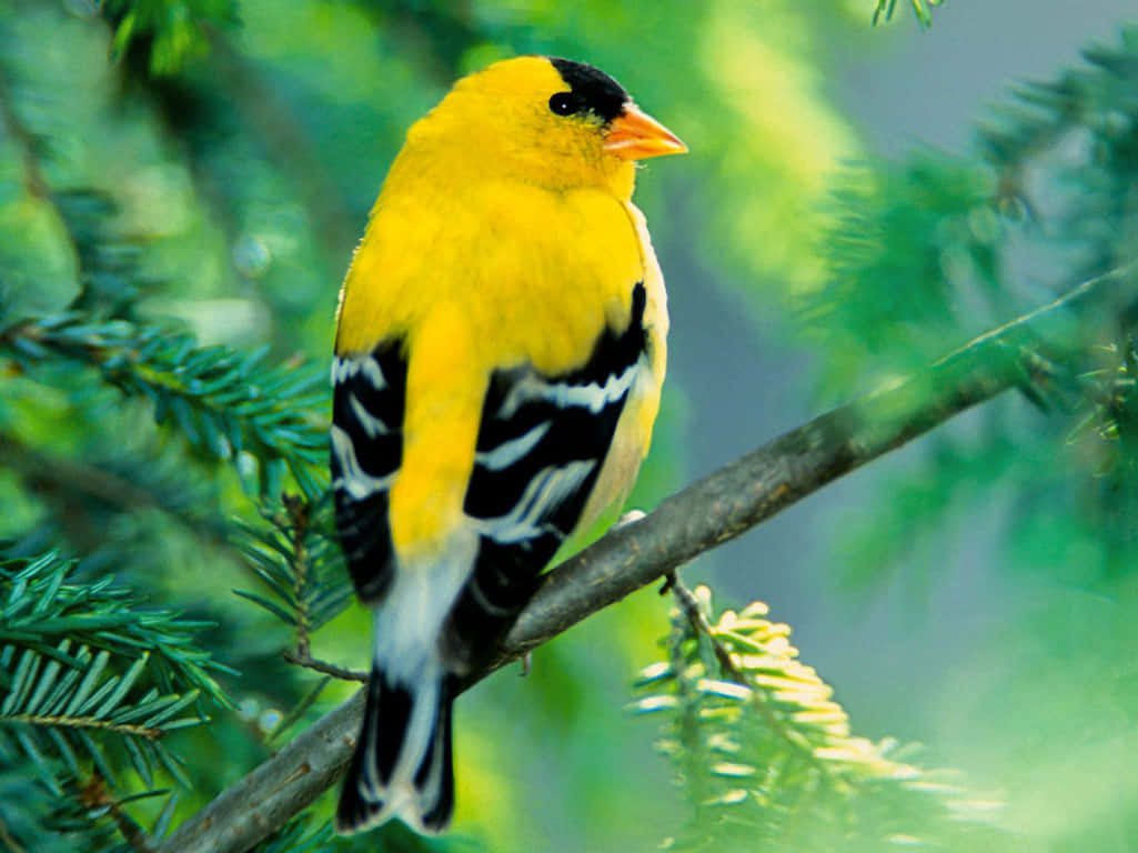 Beautiful Birds 桌布 壁紙 — 一隻鮮黃色的鳥，頭頂和翅膀黑色，棲息在松樹枝上，周圍是茂密的綠葉。