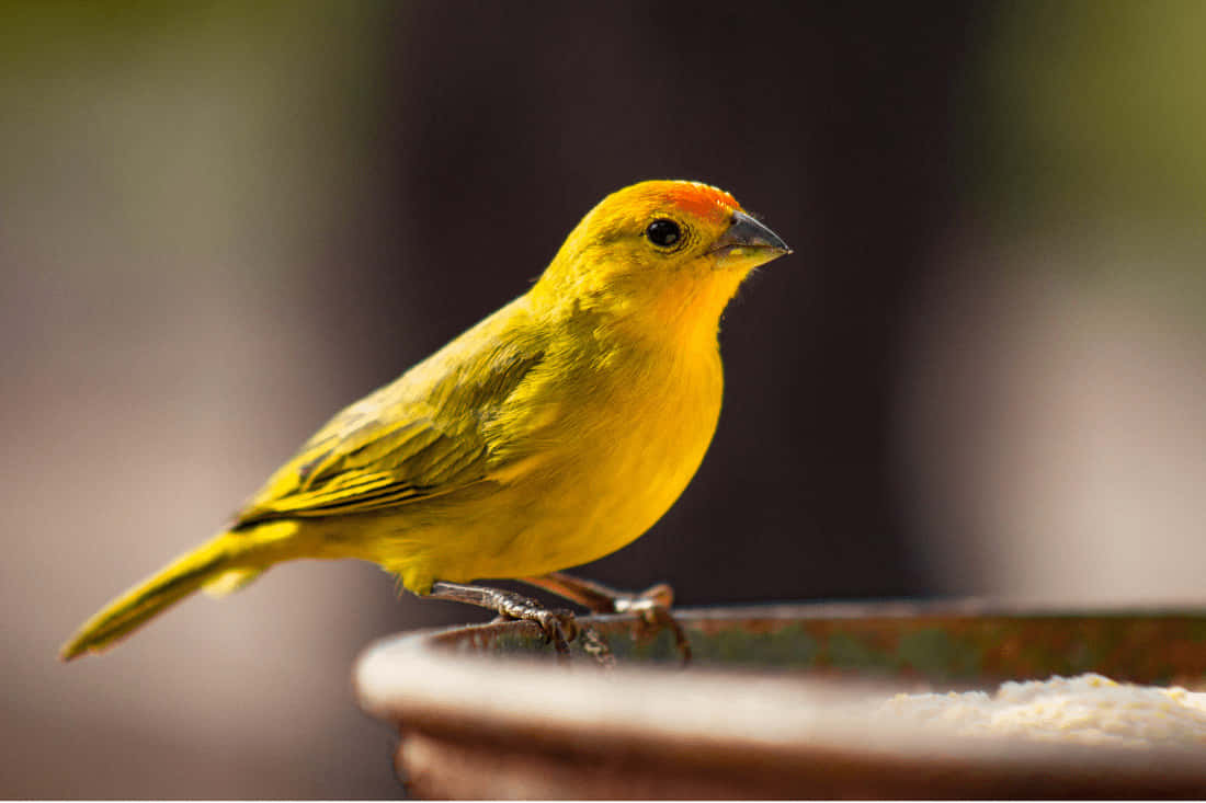 Yellow Canary 桌布 壁紙 — 一隻鮮黃色的鳥，頭頂橙色冠羽，棲息在一個質樸的餵食碗邊緣。