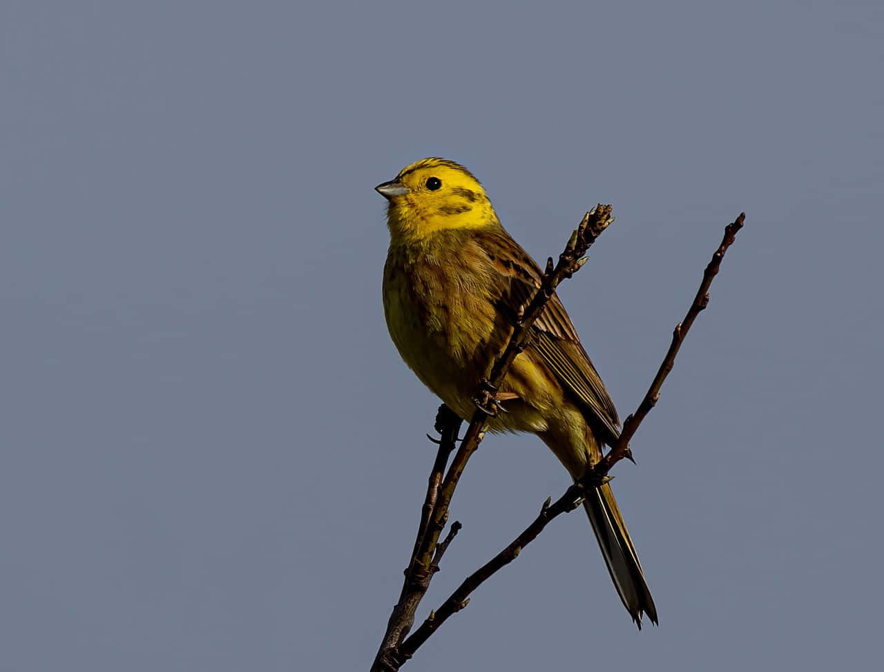 Yellowhammer 桌布 壁紙 — 一隻鮮黃色的鳥兒平靜地棲息在光禿的樹枝上，背景是柔和的藍天。