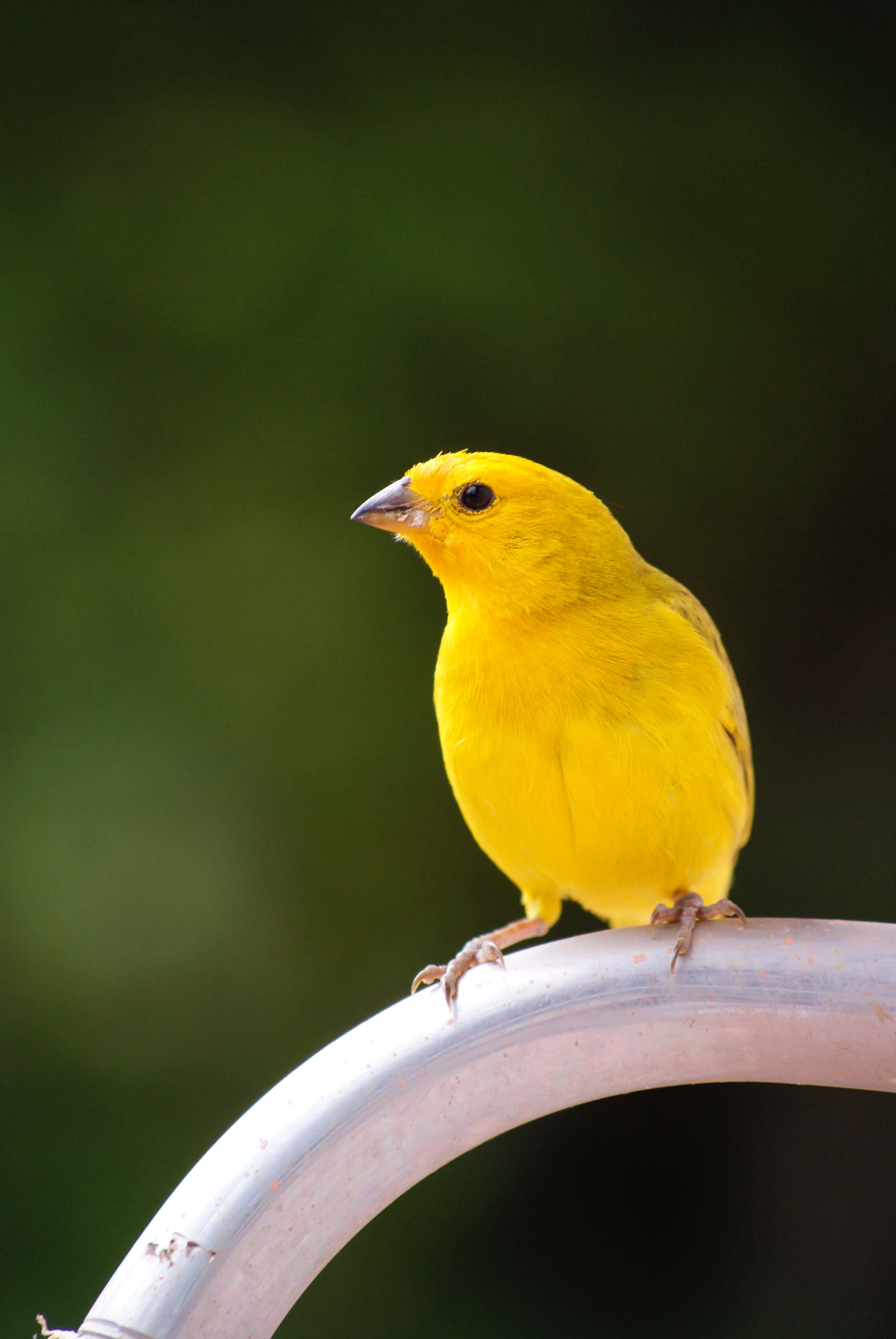 Yellow Canary 桌布 壁紙 — 一隻鮮黃色的鳥兒平靜地棲息在彎曲的金屬欄杆上，背景是柔和模糊的綠色。