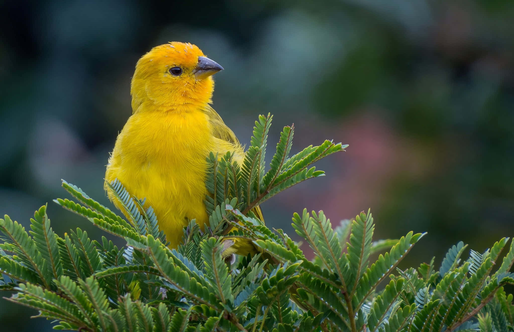 Yellow Canary 桌布 壁紙 — 一隻鮮黃色的鳥兒棲息在茂密的綠葉中，背景是柔和模糊的自然景色。