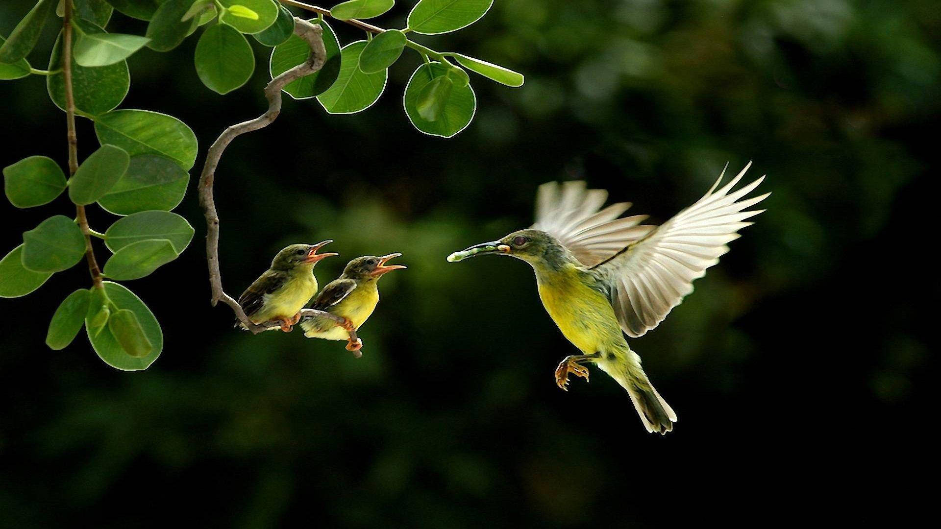 鳥 桌布 壁紙 — 一隻鮮黃色的鳥在飛行中，向兩隻棲息在綠葉樹枝上的雛鳥運送食物，背景為深綠色。