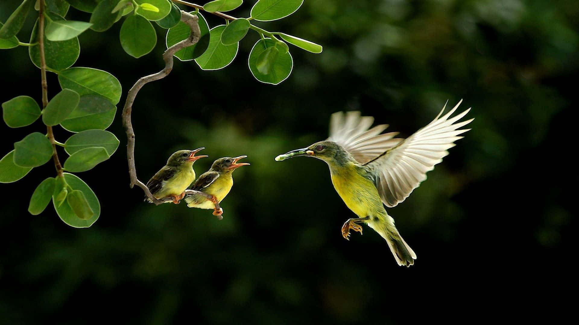 Beautiful Birds 桌布 壁紙 — 一隻鮮黃色的鳥在飛行中，將食物送給兩隻棲息在綠葉樹枝上的雛鳥，背景是深綠色。