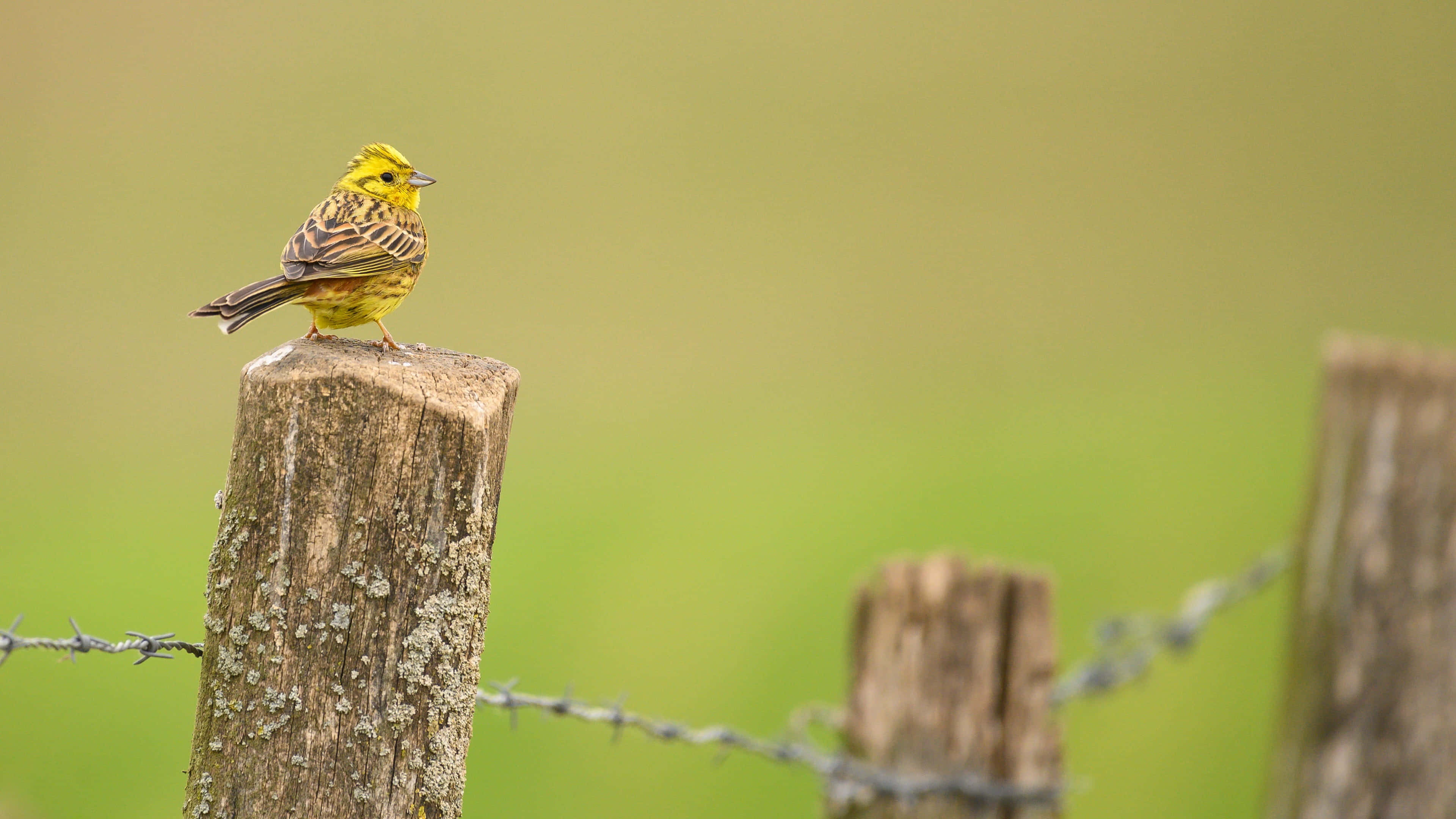 Yellowhammer 桌布 壁紙 — 一隻鮮黃色的鳥棲息在一個飽經風霜的木籬笆柱上，柱上有鐵絲網，背景是柔和的綠色模糊效果。
