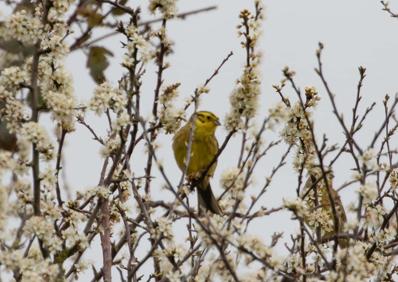 Yellowhammer 桌布 壁紙 — 一隻鮮黃色的鳥棲息在光禿禿的樹枝上，周圍是精緻的白色花朵，背景是柔和的灰色天空。