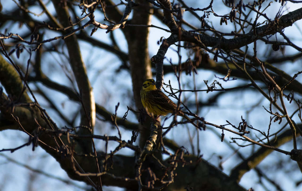 Yellowhammer 桌布 壁紙 — 一隻鮮黃色的鳥棲息在冬日光禿的樹枝上，背景是柔和的藍天。