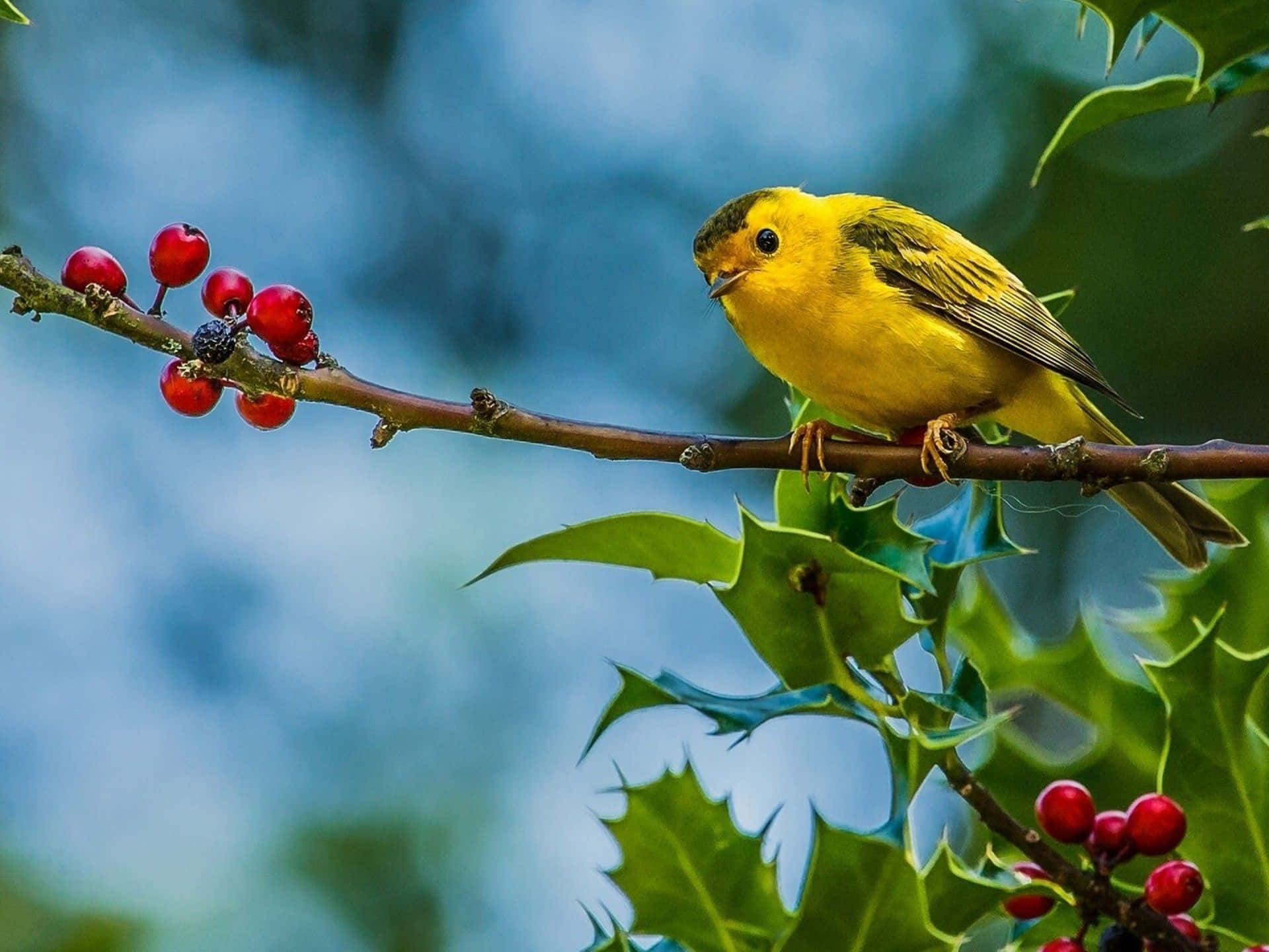 Yellow Canary 桌布 壁紙 — 一隻鮮黃色的鳥棲息在冬青樹枝上，枝上有紅色漿果和帶刺的綠色葉子，背景是柔和的藍色。