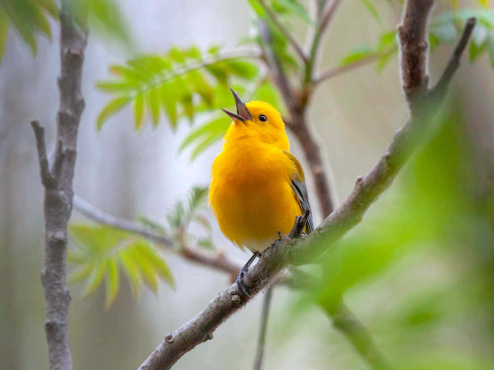 Yellow Warbler 桌布 壁紙 — 一隻鮮黃色的鳥棲息在樹枝上，在陽光明媚的森林中，在柔軟的綠色樹葉間歌唱。