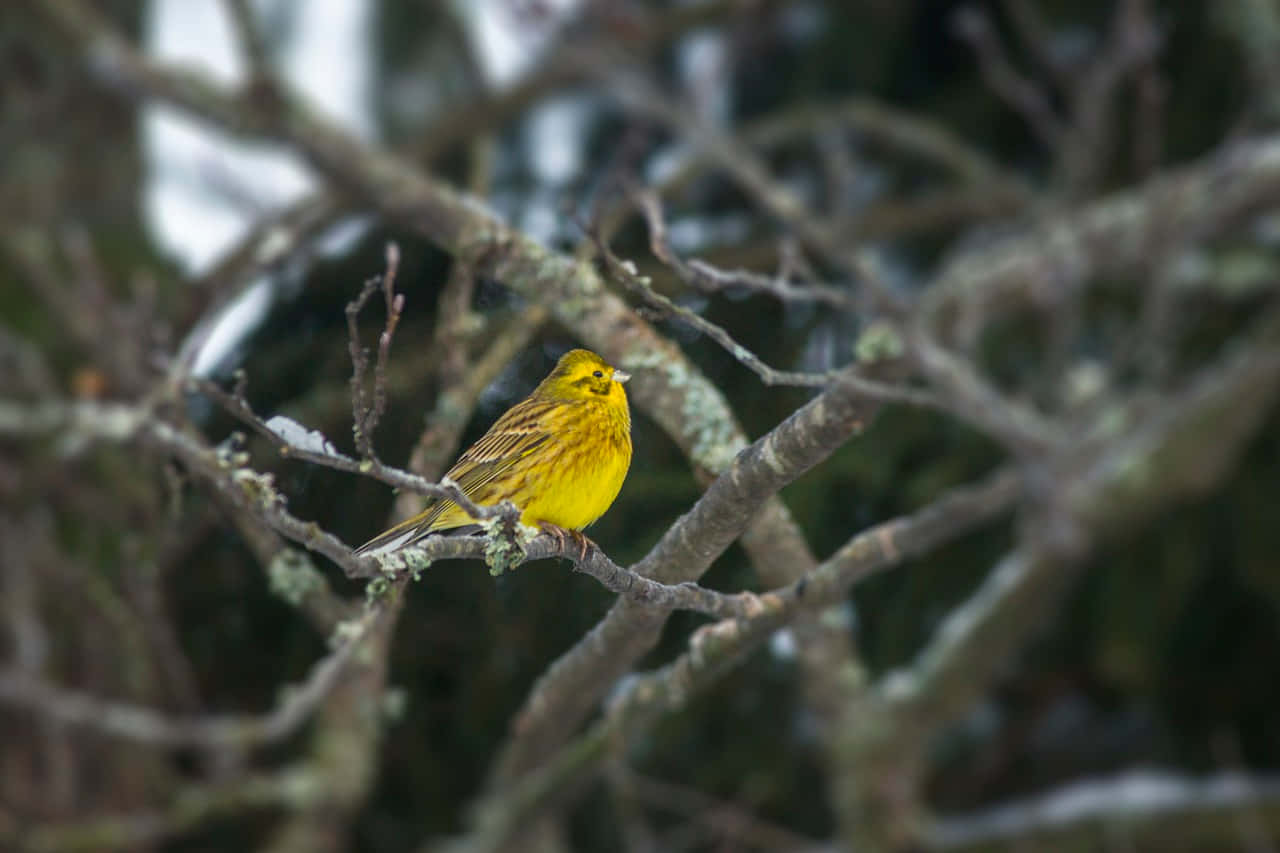 Yellowhammer 桌布 壁紙 — 一隻鮮黃色的鳥棲息在灑滿雪的樹枝上，周圍是光禿禿的冬日樹木，背景柔和模糊。