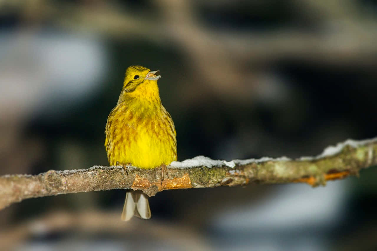 Yellowhammer 桌布 壁紙 — 一隻鮮黃色的鳥棲息在灑滿雪的樹枝上，背景是模糊的森林。