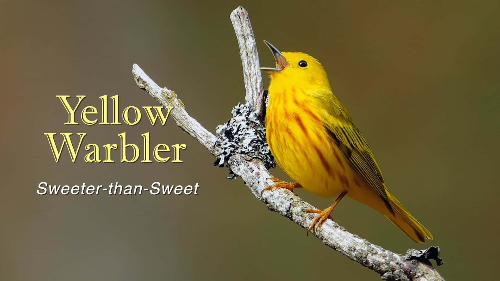 Yellow Warbler 桌布 壁紙 — 一隻鮮黃色的鳥棲息在長滿地衣的樹枝上，張開喙，彷彿在柔和的模糊背景下歌唱。