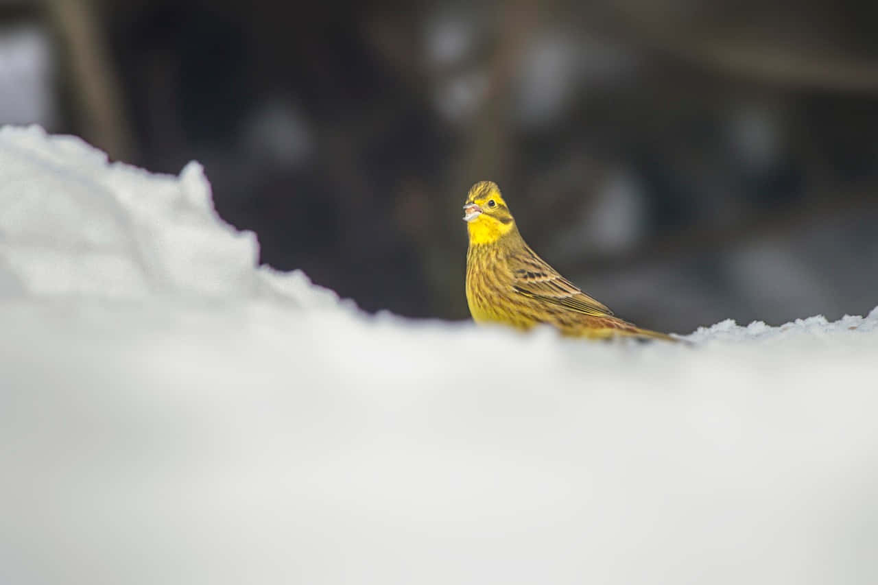 Yellowhammer 桌布 壁紙 — 一隻鮮黃色的鳥警覺地棲息在積雪的邊緣上，背景是模糊的冬日景色。