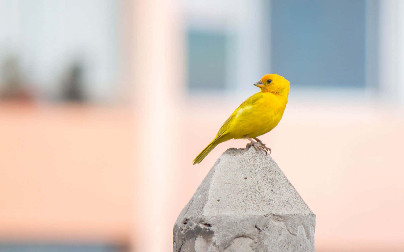 Yellow Canary 桌布 壁紙 — 一隻鮮黃色的鳥警覺地棲息在風化的混凝土柱上，背景是柔和模糊的城市景觀。