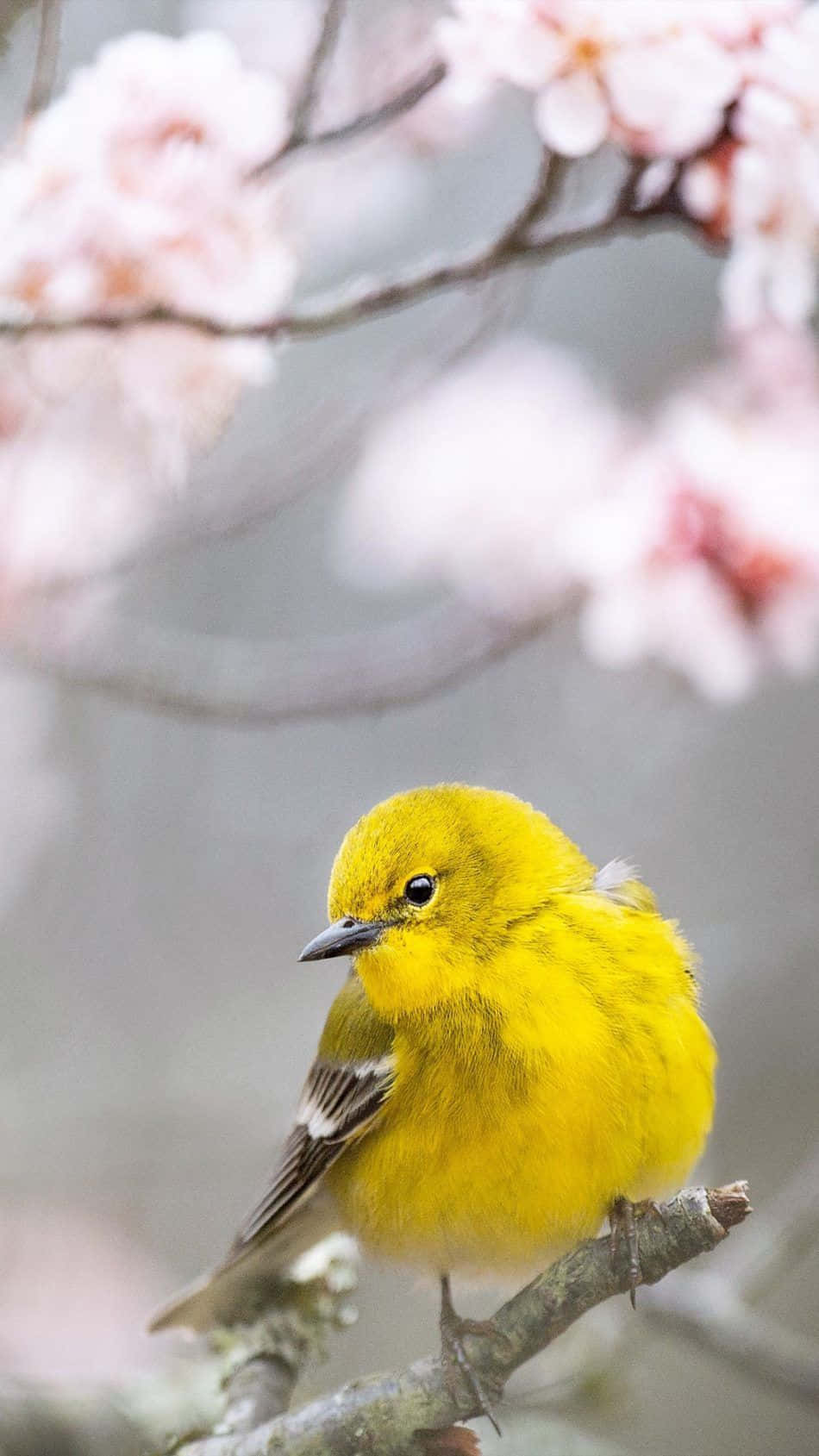 Yellow Canary 桌布 壁紙 — 一隻鮮黃色的鶯棲息在樹枝上，背景是柔和的模糊粉紅櫻花。