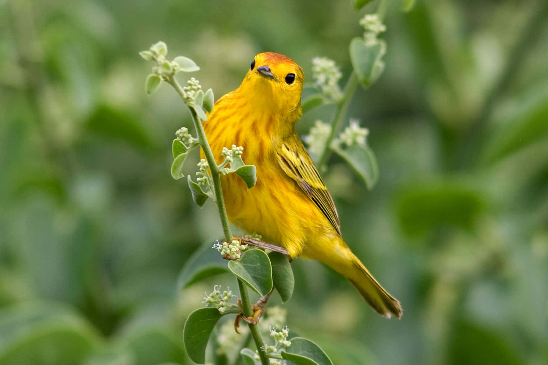 Yellow Warbler 桌布 壁紙 — 一隻鮮黃色的鶯鳥，頭頂橙色冠羽，棲息在綠葉茂密的枝條上，周圍是柔和的綠色葉片。