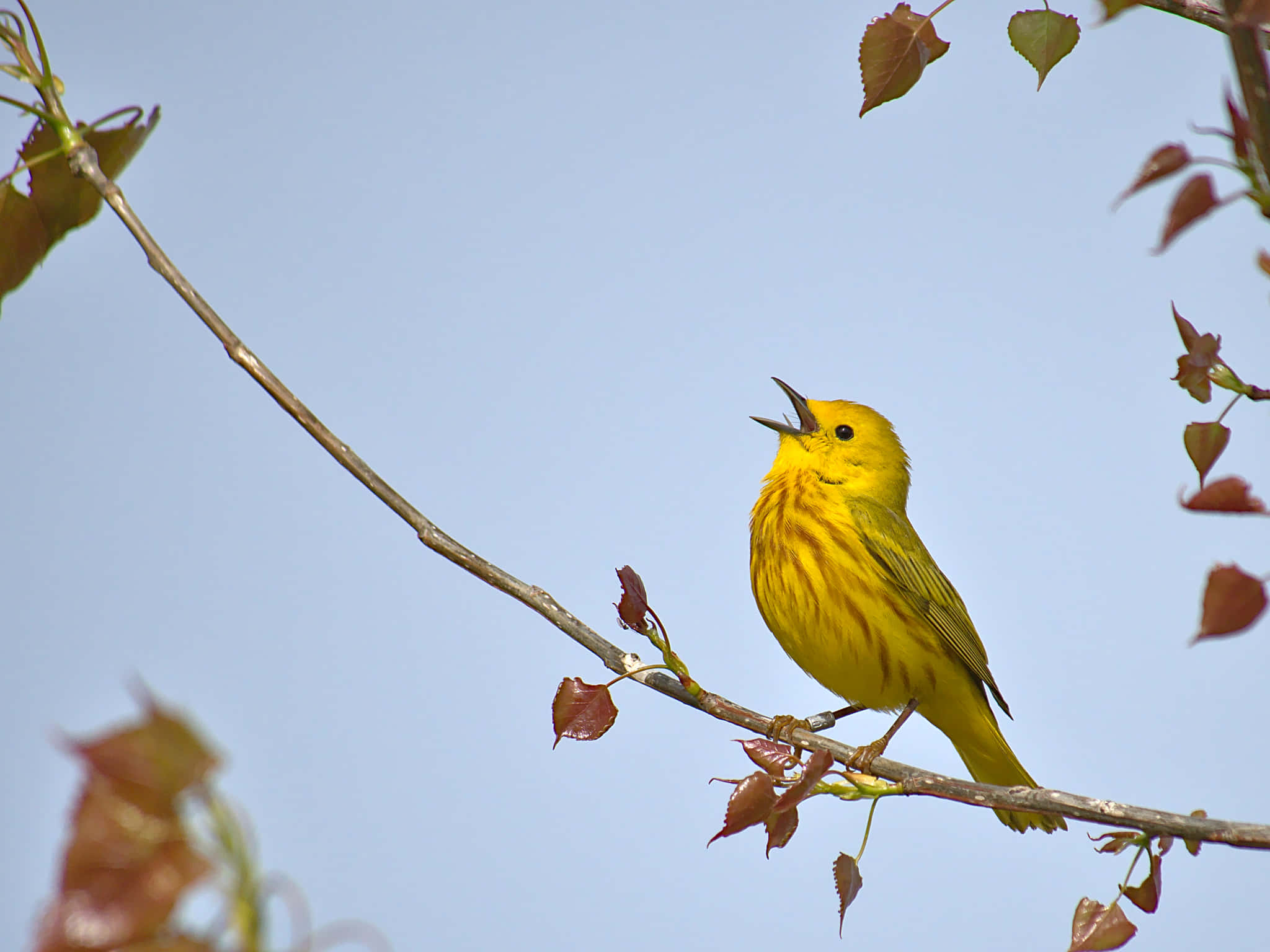 Yellow Warbler 桌布 壁紙 — 一隻鮮黃色的鶯鳥在細枝上歌唱，背景是清澈的藍天和新冒出的微紅葉子。