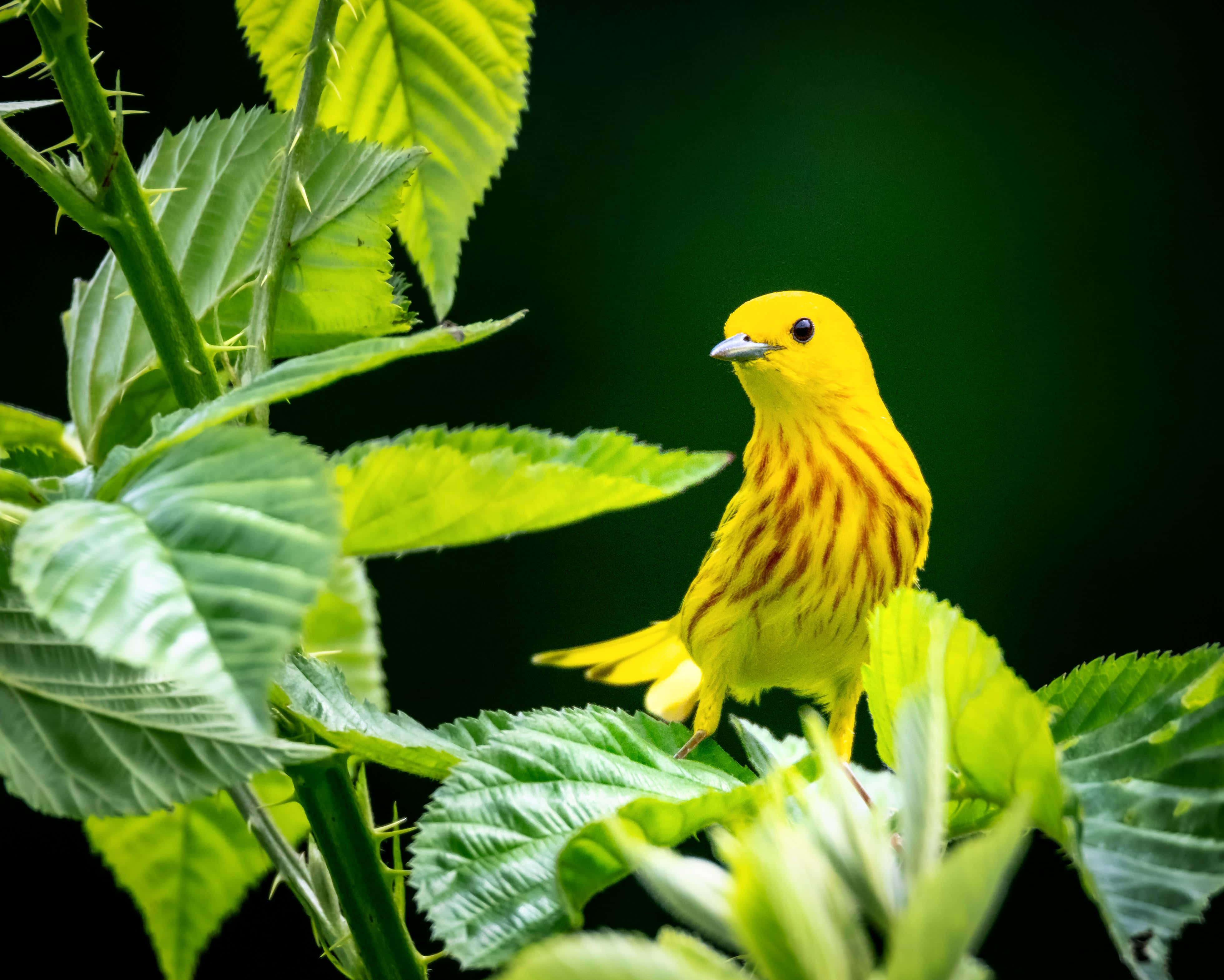 Yellow Warbler 桌布 壁紙 — 一隻鮮黃色的鶯鳥帶有微紅色條紋，棲息在茂密的綠色覆盆子葉中，背景為深色。