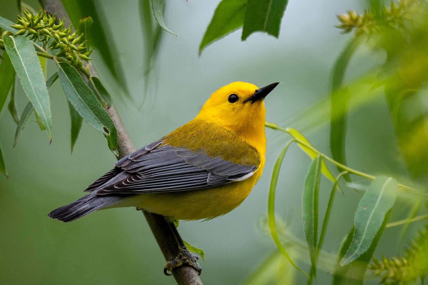 Yellow Warbler 桌布 壁紙 — 一隻鮮黃色的鶯鳥棲息在樹枝上，周圍是茂密的綠色樹葉，背景柔和自然。