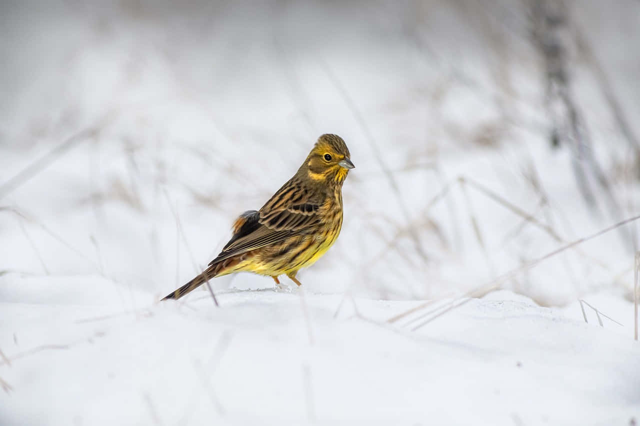 Yellowhammer 桌布 壁紙 — 一隻鮮黃色胸部的鳥在雪地中警覺地站立，背景是模糊的乾草。