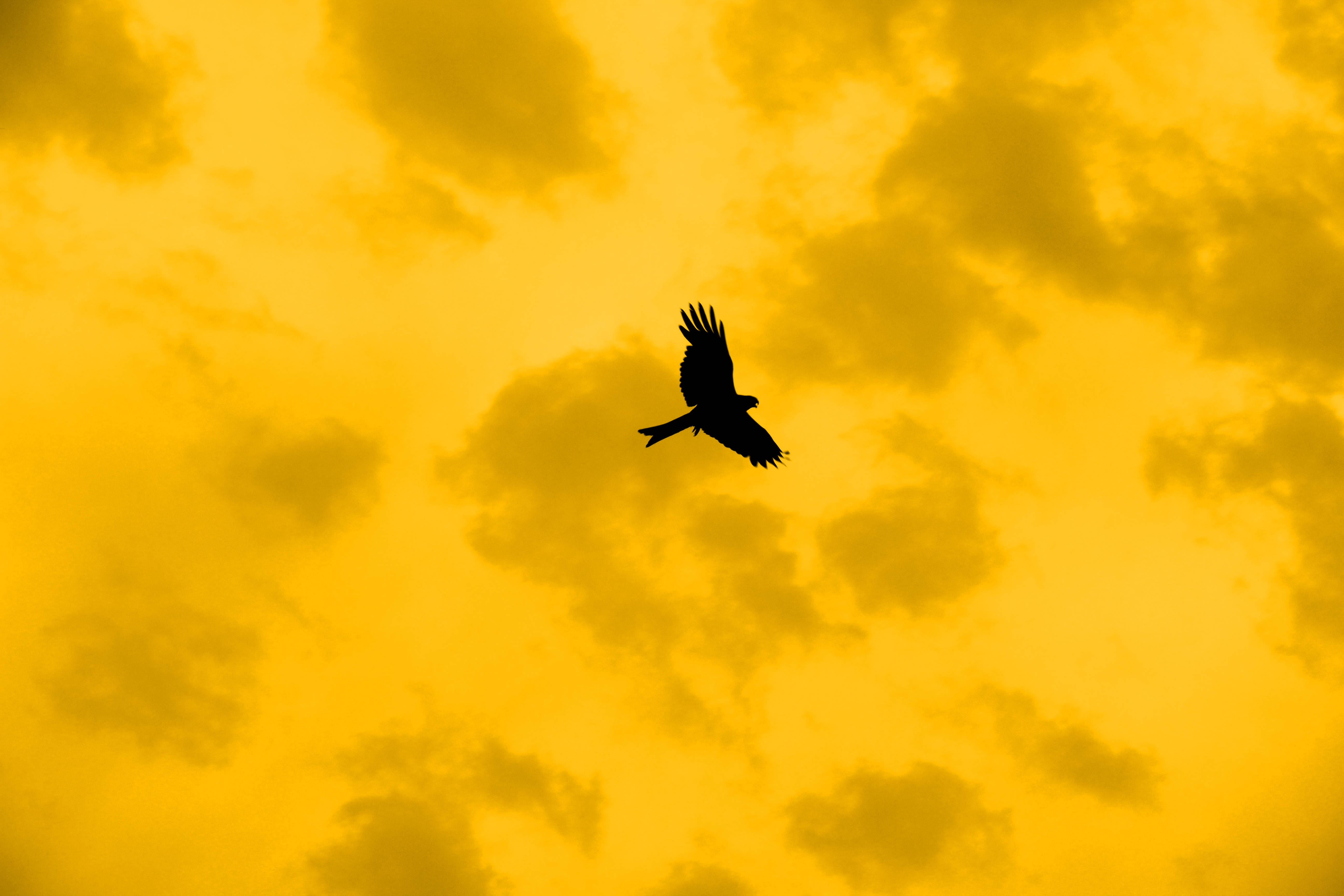 雲 桌布 壁紙 — 一隻鳥兒以黑色剪影翱翔於充滿柔和雲彩的鮮豔金色天空。