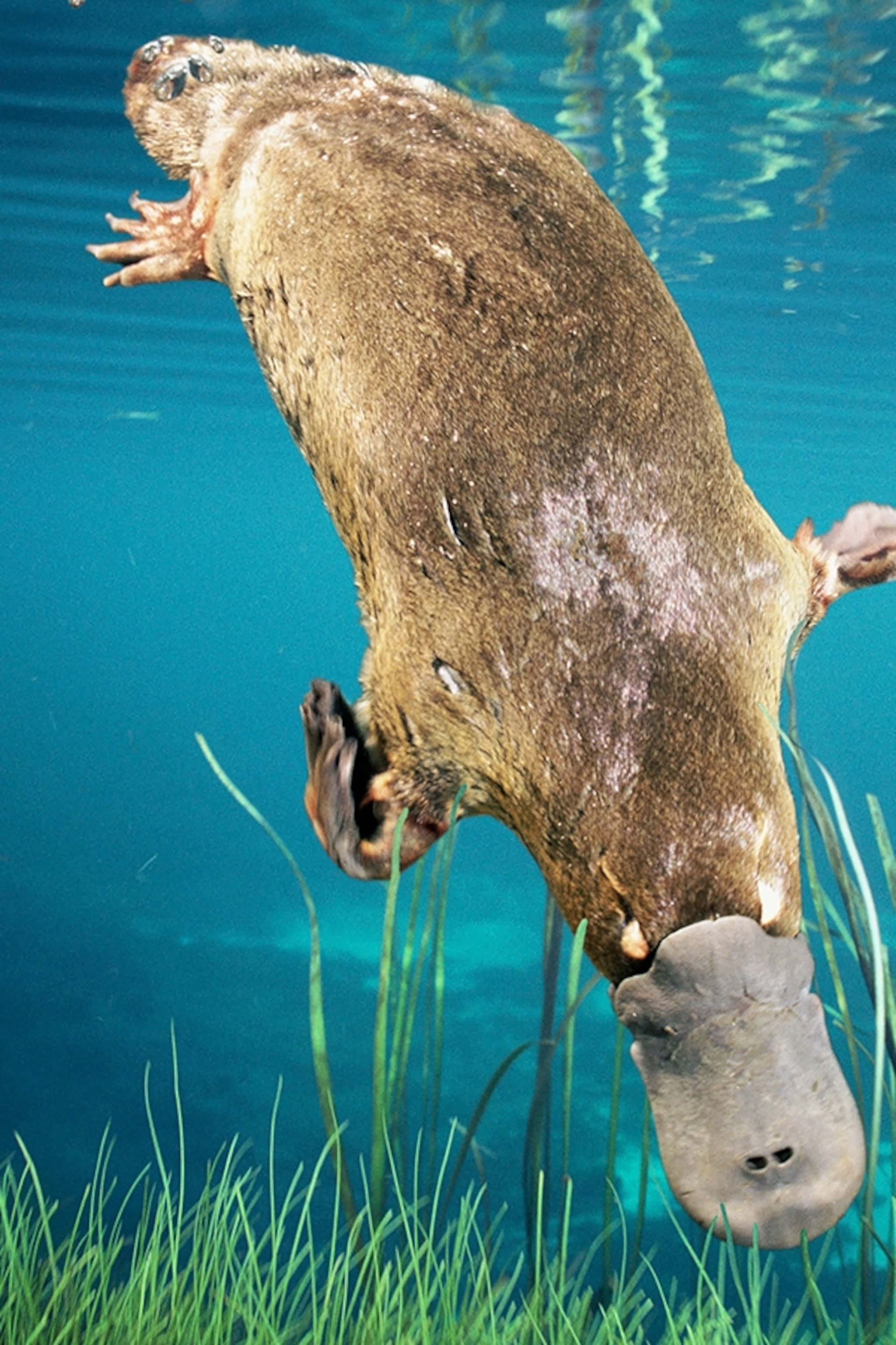 Platypus 桌布 壁紙 — 一隻鴨嘴獸在清澈的藍色水中優雅地游泳，嘴巴靠近綠色的水生植物。