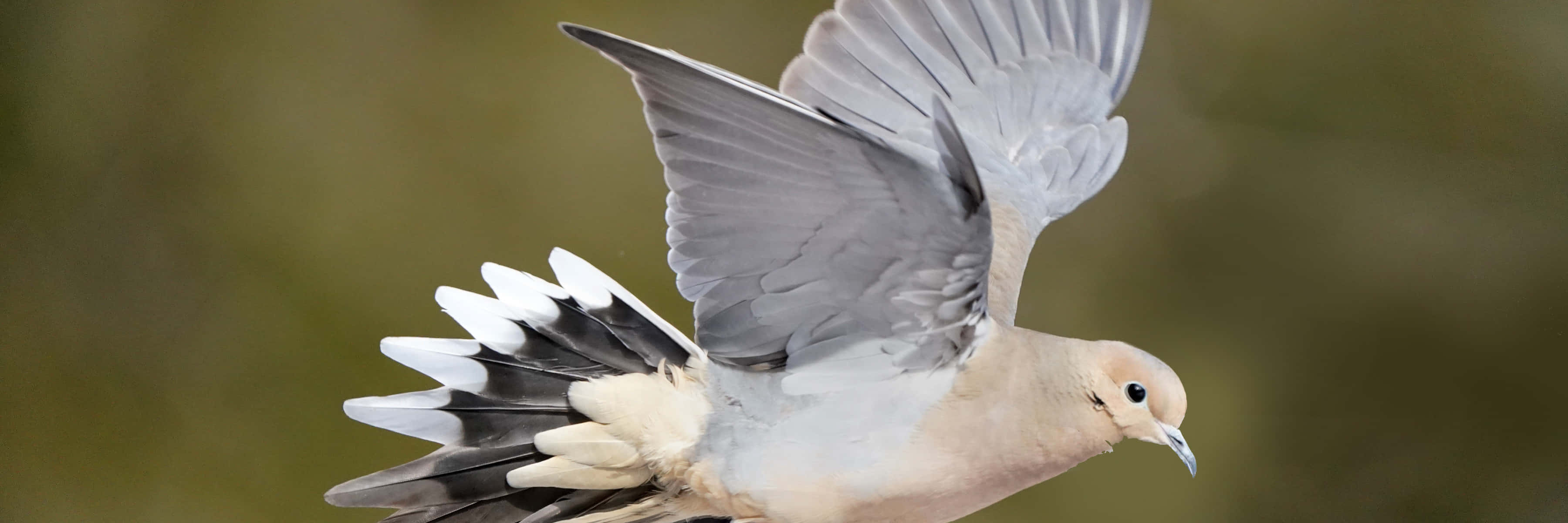 Dove Wings 桌布 壁紙 — 一隻鴿子在空中飛翔，翅膀張開，背景是柔和模糊的綠色。
