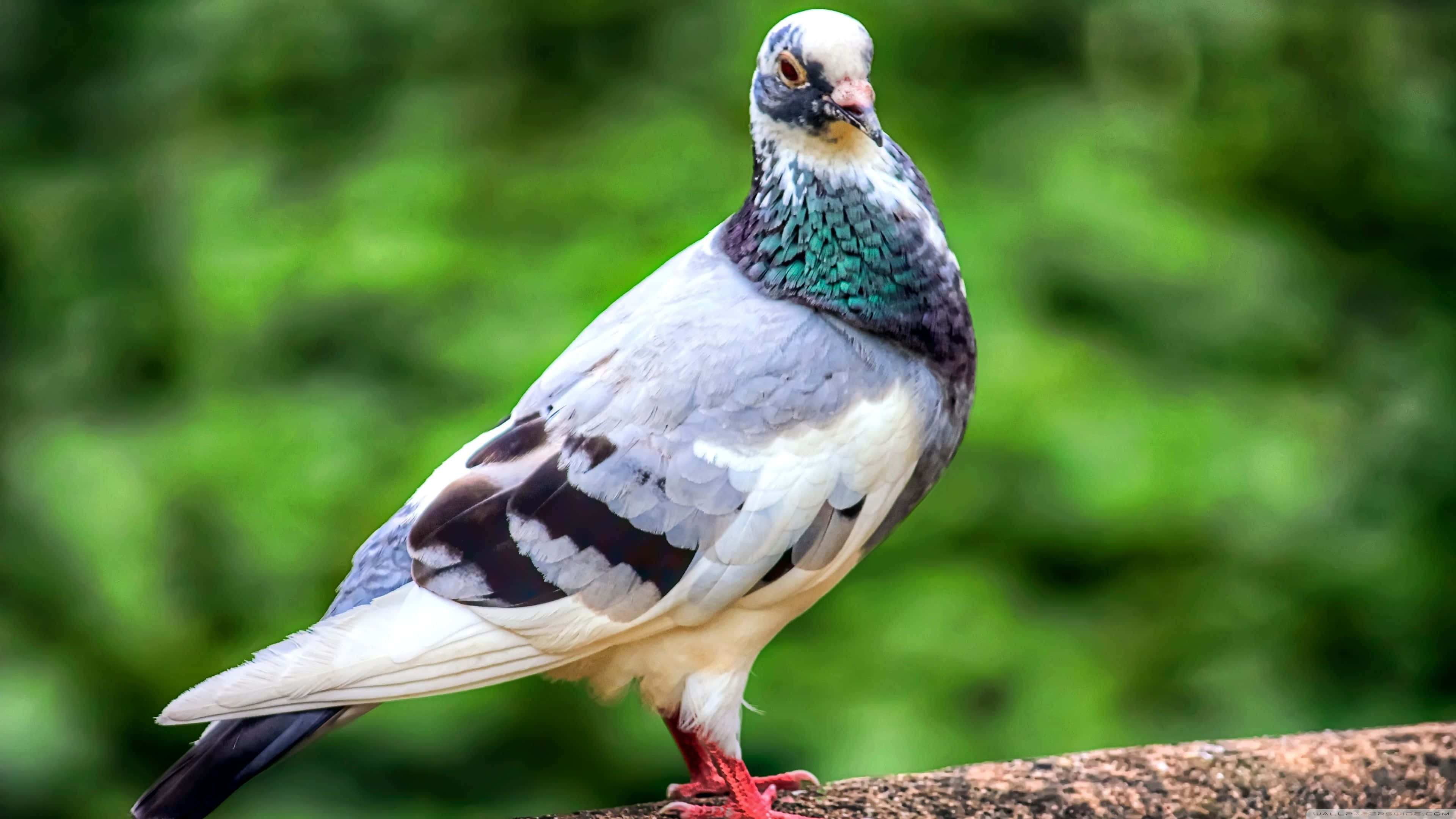 pigeon 桌布 壁紙 — 一隻鴿子棲息在樹枝上的特寫，頸部帶有虹彩綠色羽毛，背景為模糊的綠色。