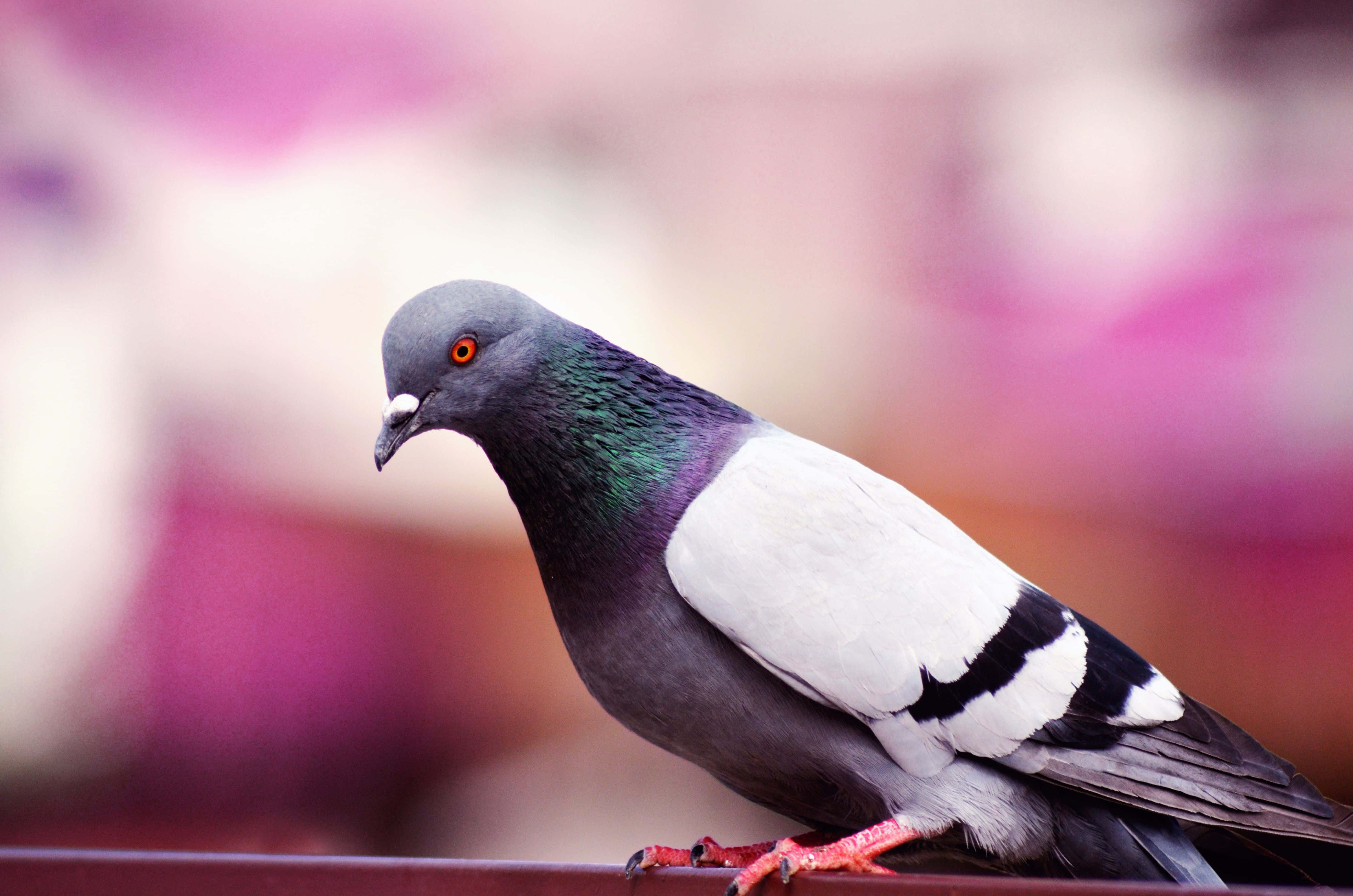 pigeon 桌布 壁紙 — 一隻鴿子棲息在欄杆上的特寫，背景為柔和的粉紅色模糊效果。