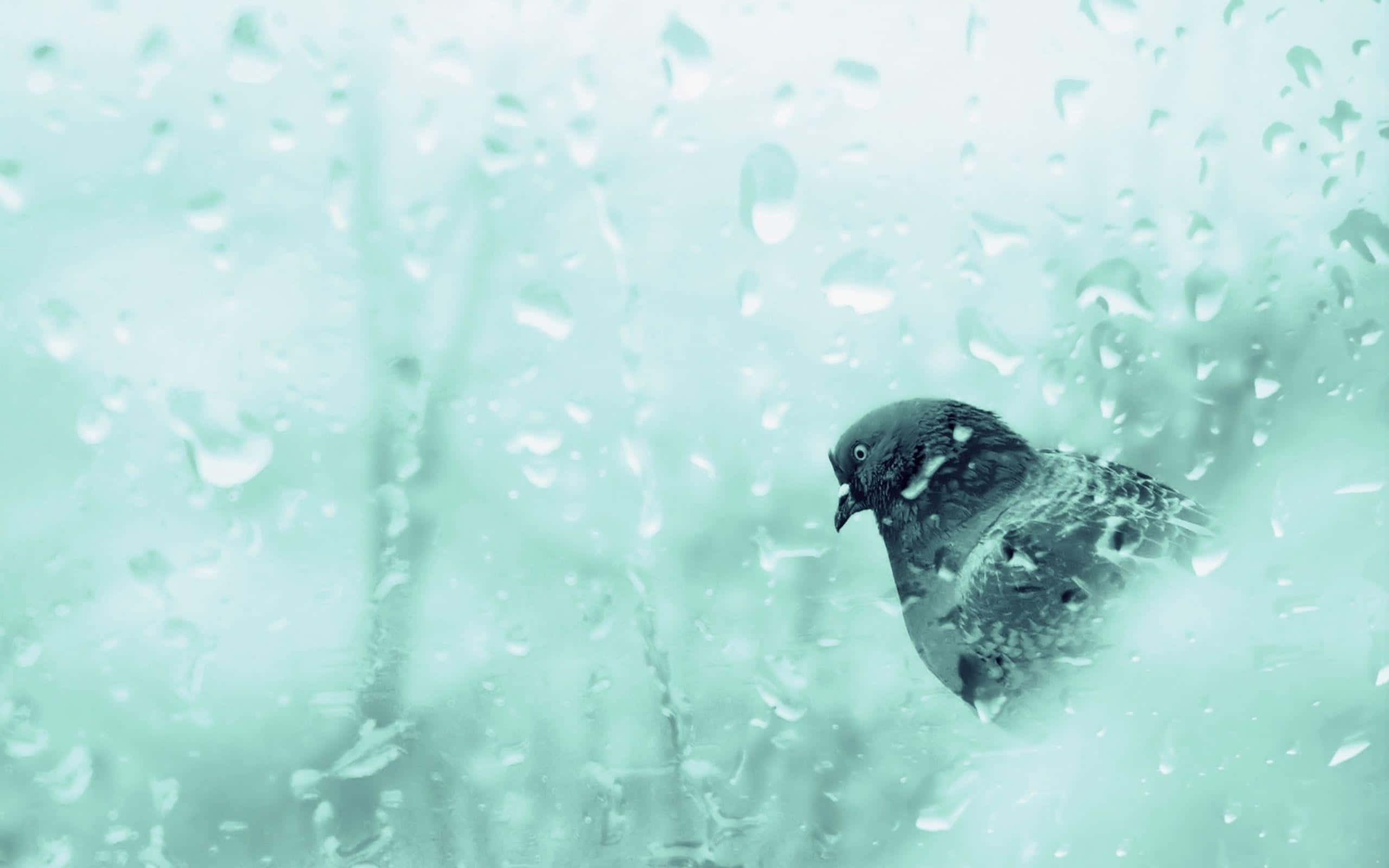 鳥 桌布 壁紙 — 一隻鴿子透過佈滿雨點的窗戶凝視，窗戶沐浴在清涼的薄荷綠色光線中。