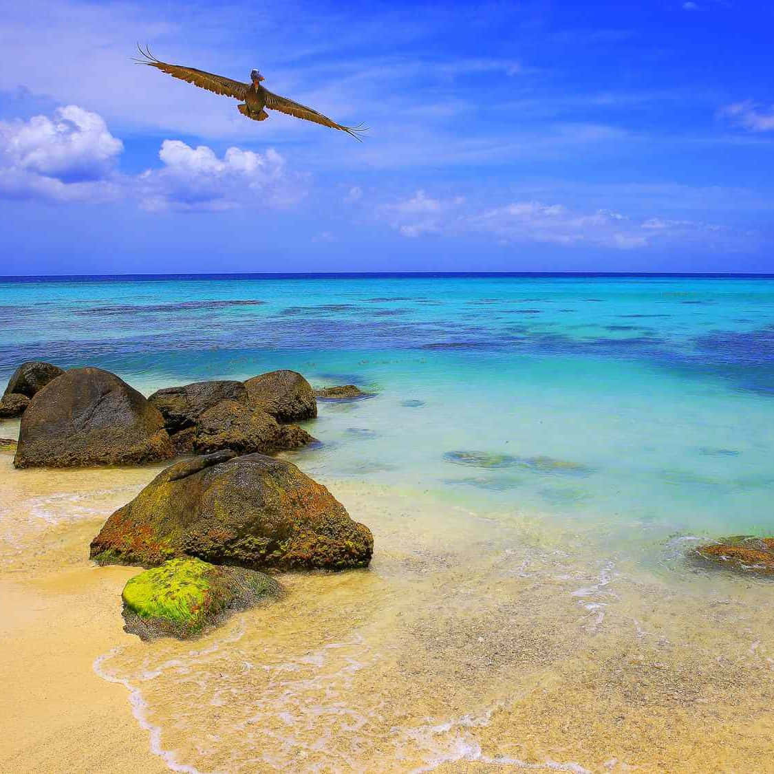 Jamaica 桌布 壁紙 — 一隻鵜鶘在陽光普照的熱帶海灘上，飛翔於拍打著長滿苔蘚岩石的碧綠海水之上。