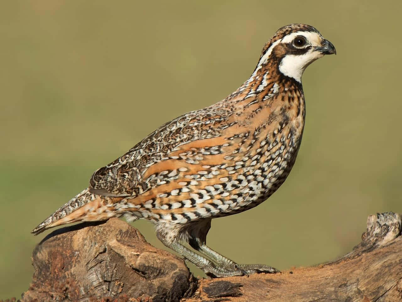 Quail 桌布 壁紙 — 一隻鵪鶉的近距離特寫，身上有複雜的棕色、白色和黑色羽毛圖案，棲息在一根風化的木頭上，背景是柔和模糊的綠色。