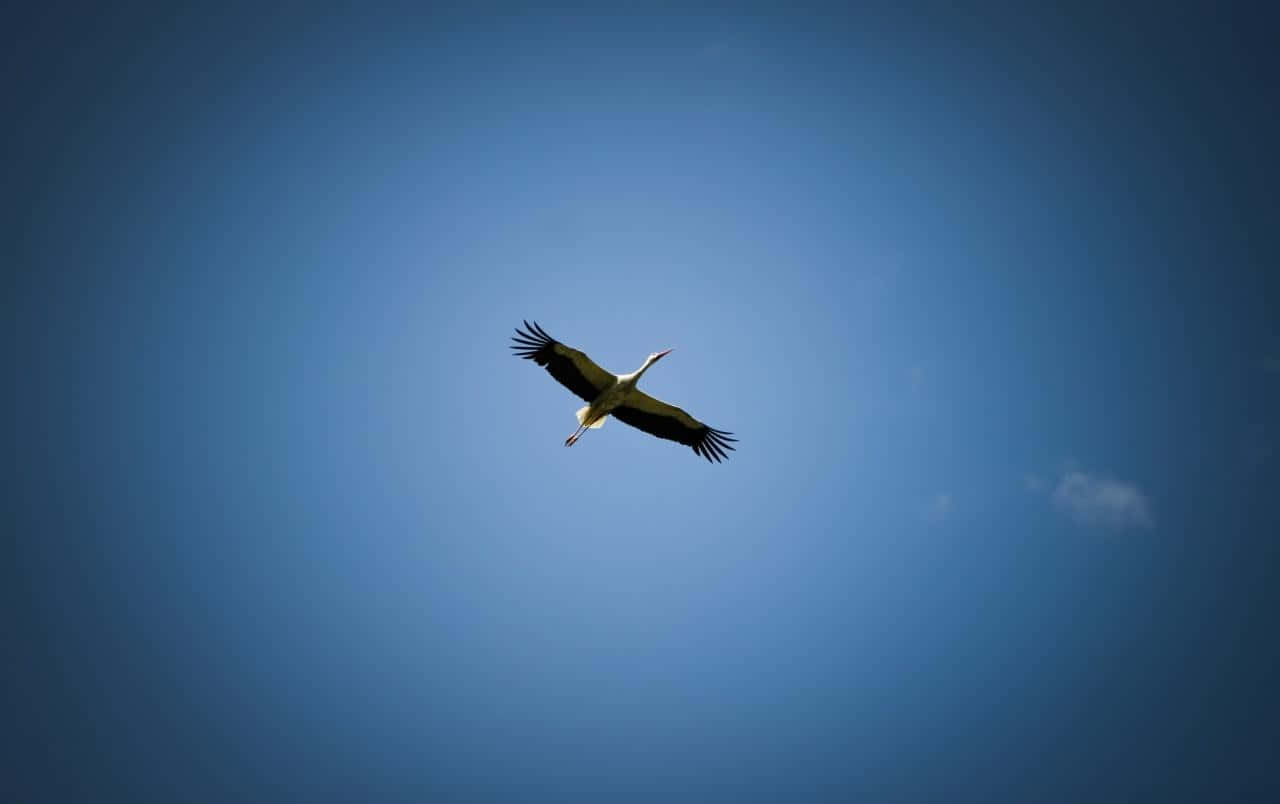 Flight 桌布 壁紙 — 一隻鸛鳥在廣闊的漸變藍天中優雅翱翔，伴隨一縷薄雲。