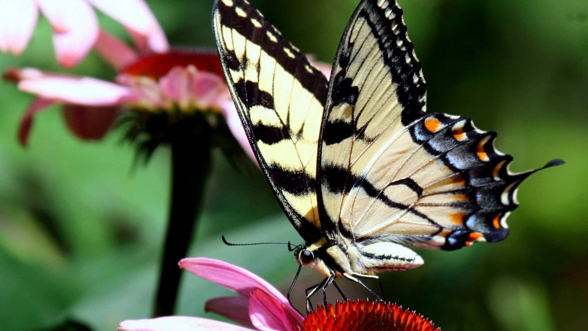 Emerging Butterfly 桌布 壁紙 — 一隻黃、黑、橙色的蝴蝶輕輕停在一朵粉紅色的紫錐花上，背景是柔和的綠色模糊效果。