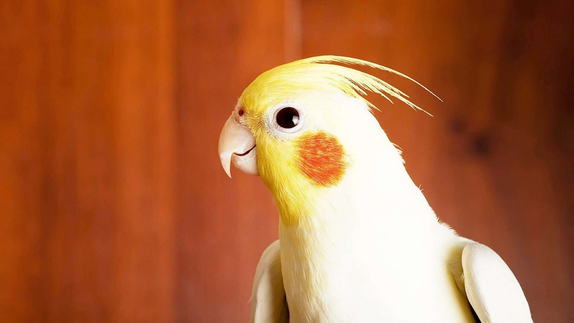 parrot 桌布 壁紙 — 一隻黃冠橙頰的玄鳳鸚鵡特寫，背景是溫暖的木質色調。