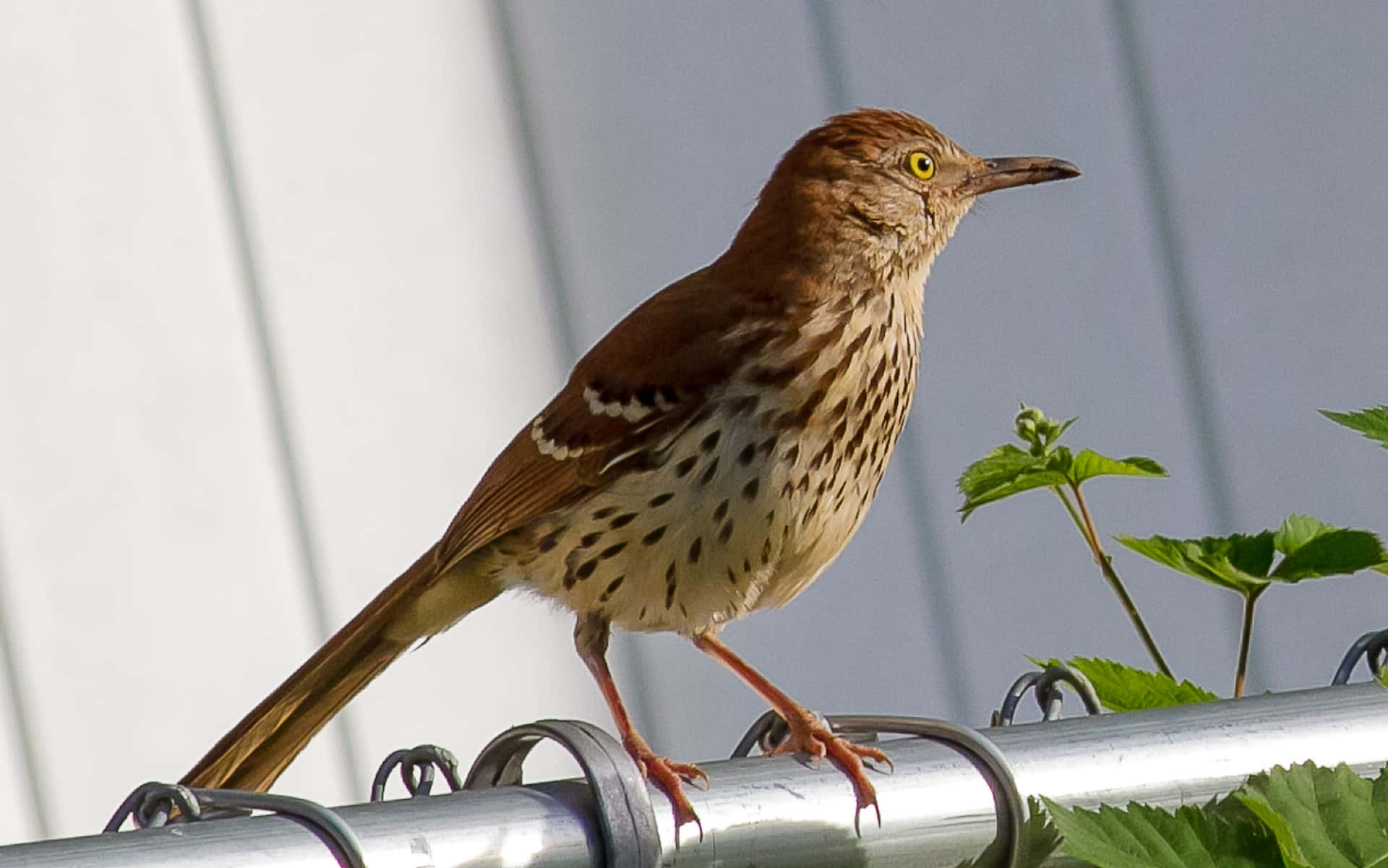 Brown Thrasher 桌布 壁紙 — 一隻黃眼褐色的嘲鶇警覺地棲息在金屬欄杆上，旁邊有綠葉，背景是白色牆板。