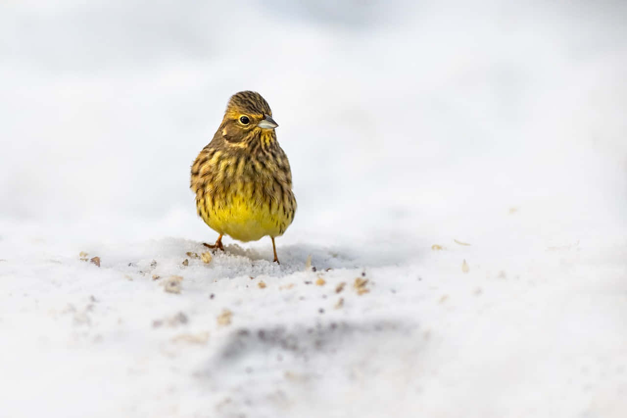 Yellowhammer 桌布 壁紙 — 一隻黃胸小鳥在雪地中警覺地站立，背景柔和模糊。