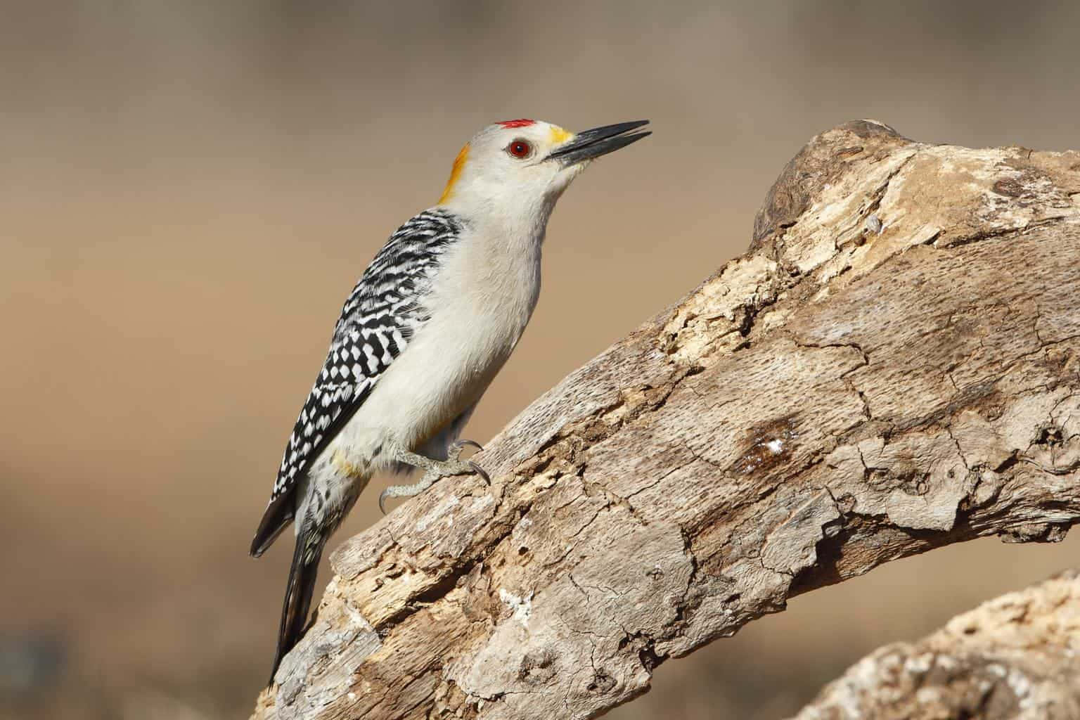 woodpecker 桌布 壁紙 — 一隻黃腹吸汁啄木鳥警覺地棲息在風化的樹枝上，背景是柔和模糊的大地色調。
