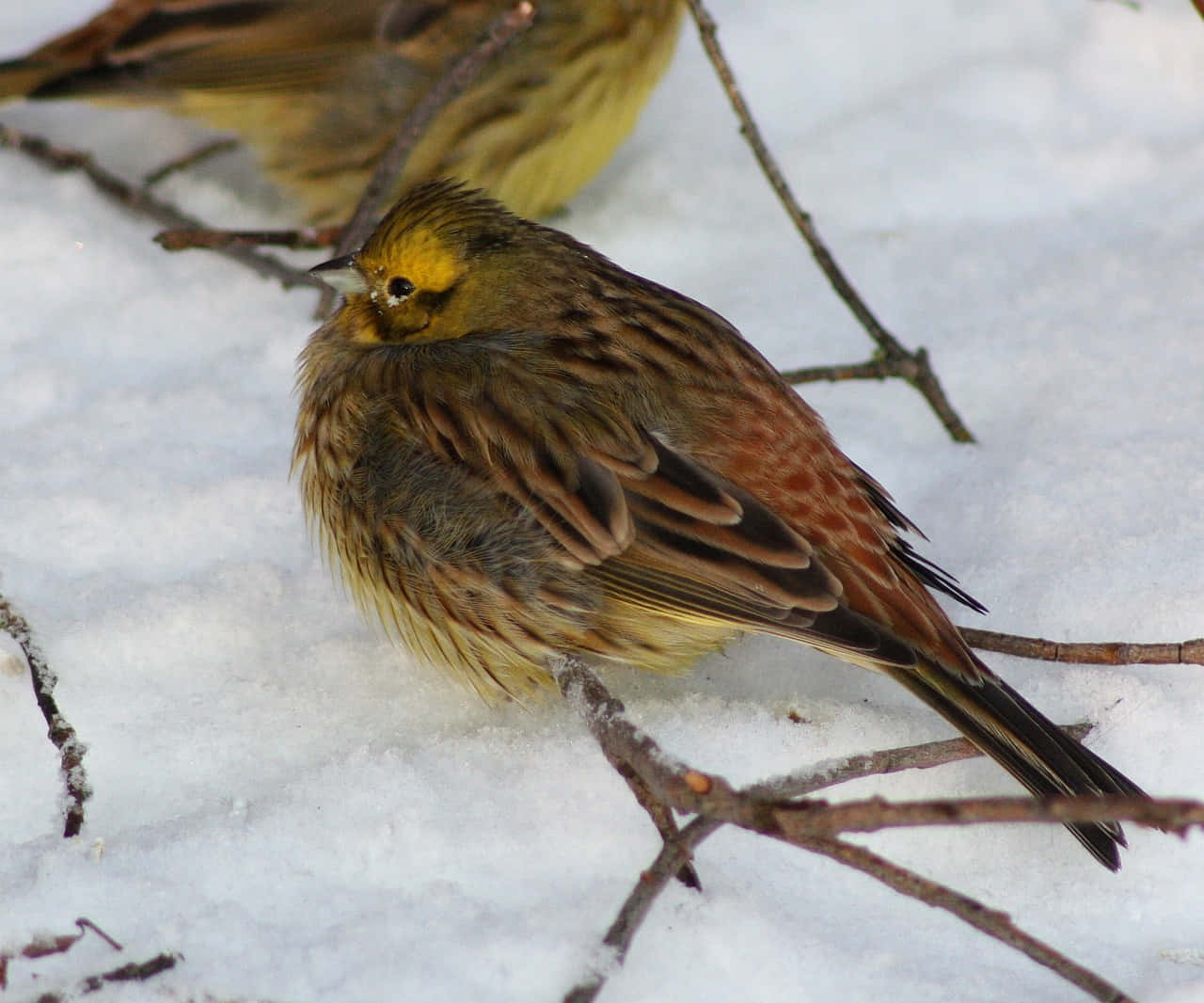 Yellowhammer 桌布 壁紙 — 一隻黃臉、帶有棕色條紋羽毛的鳥兒棲息在雪地上，周圍是光禿禿的樹枝。