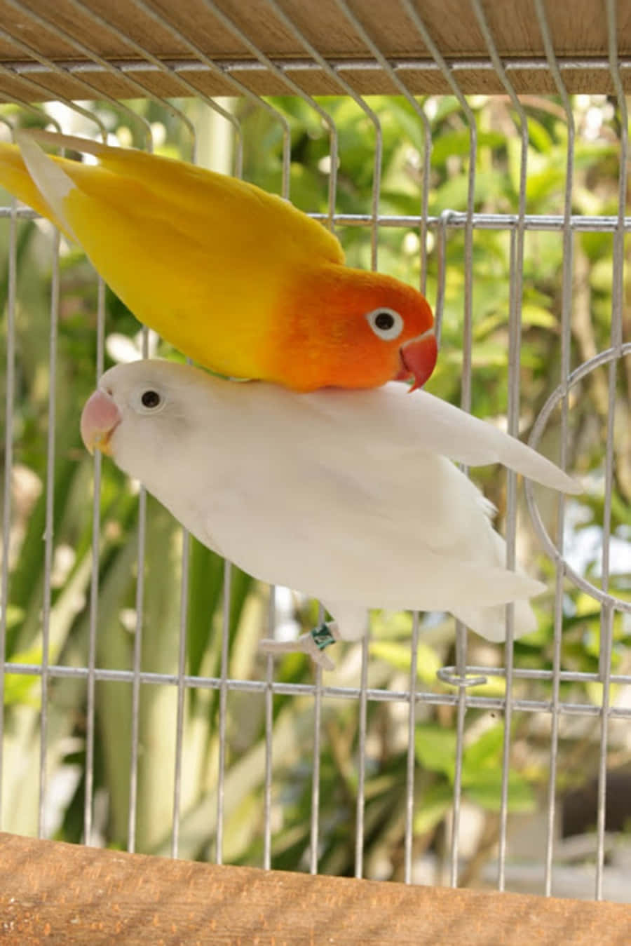 Love Birds 桌布 壁紙 — 一隻黃色和橙色的愛情鳥棲息在一隻白色愛情鳥的上面，在一個鐵絲籠內，後面可見綠色樹葉。