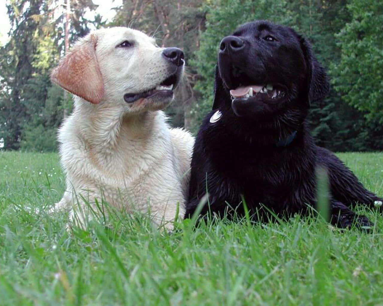 Yellow Labrador 桌布 壁紙 — 一隻黃色和黑色的拉布拉多尋回犬並排坐在茂密的綠色草地上，身後有樹木，兩隻都向上看。