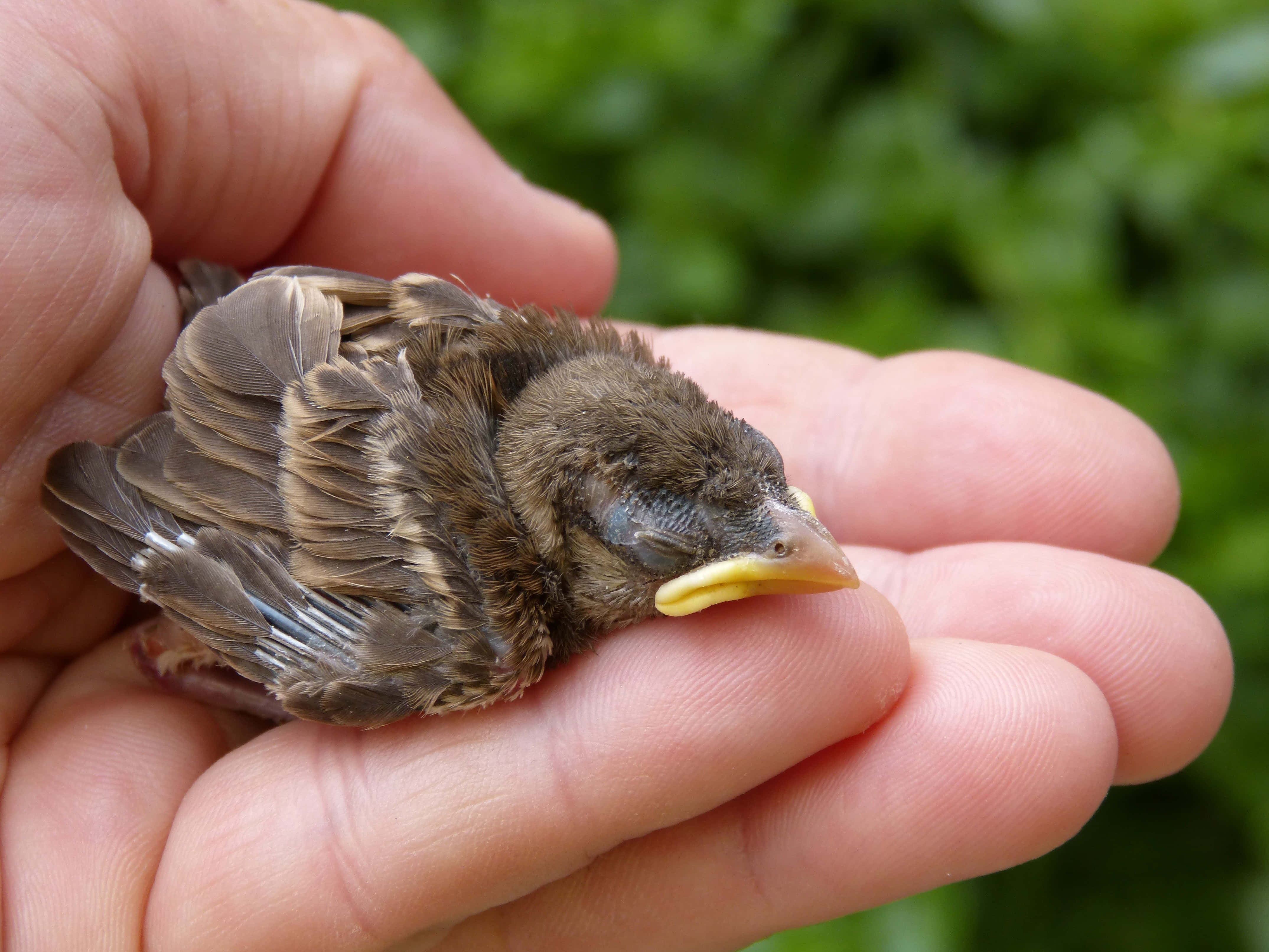 sparrow 桌布 壁紙 — 一隻黃色喙嘅細小啡色雛鳥喺柔和綠色背景前，安詳咁休息喺一個人嘅張開手掌中。