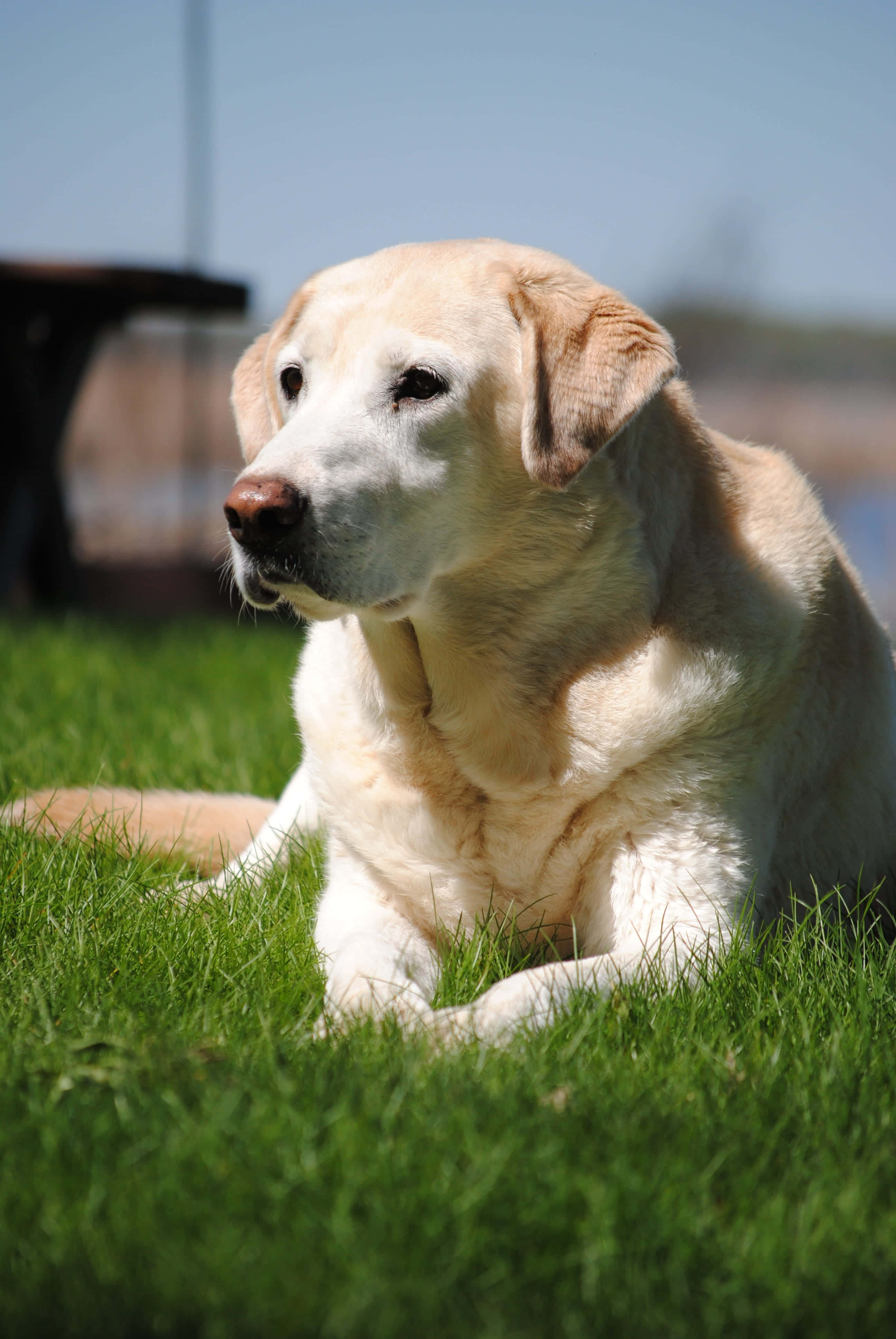 Yellow Labrador 桌布 壁紙 — 一隻黃色拉布拉多犬在明亮的日光下，平靜地躺在充滿活力的綠色草地上，背景是模糊的戶外景色。