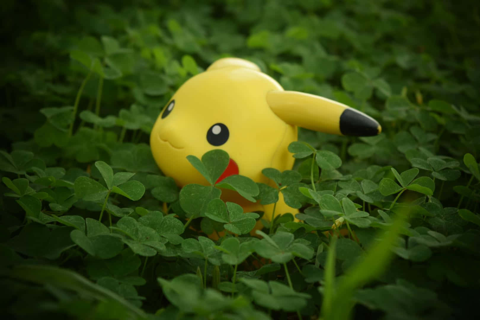 Pokemon Figures 桌布 壁紙 — 一隻黃色比卡超毛公仔喺茂密嘅鮮綠色三葉草葉叢中探出頭嚟。