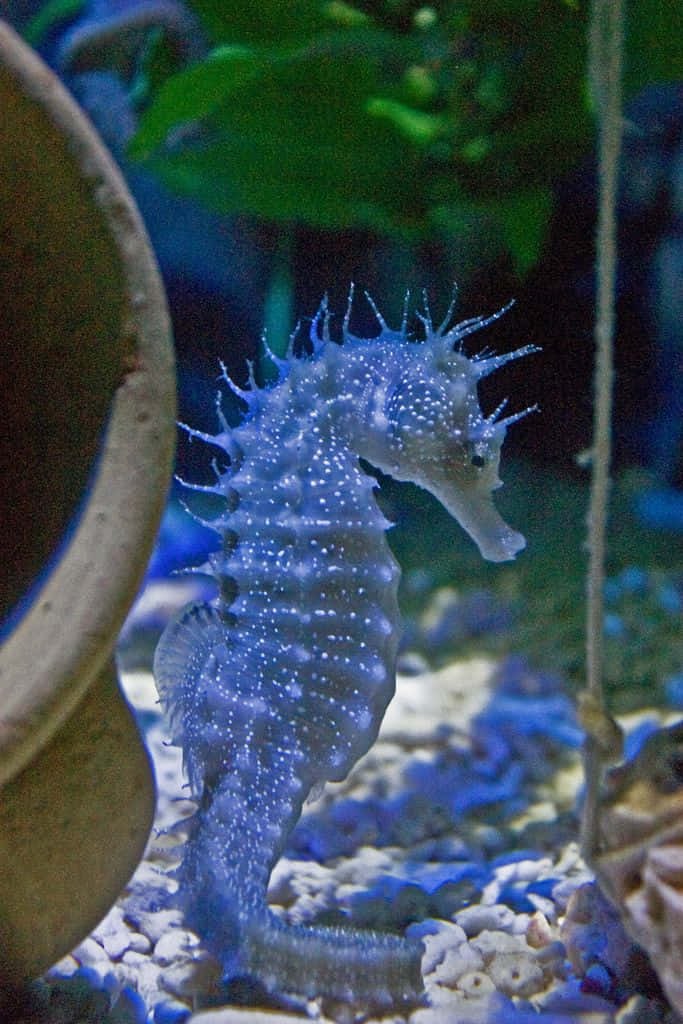藍點海馬在水族館中游近岩石和綠色植物。