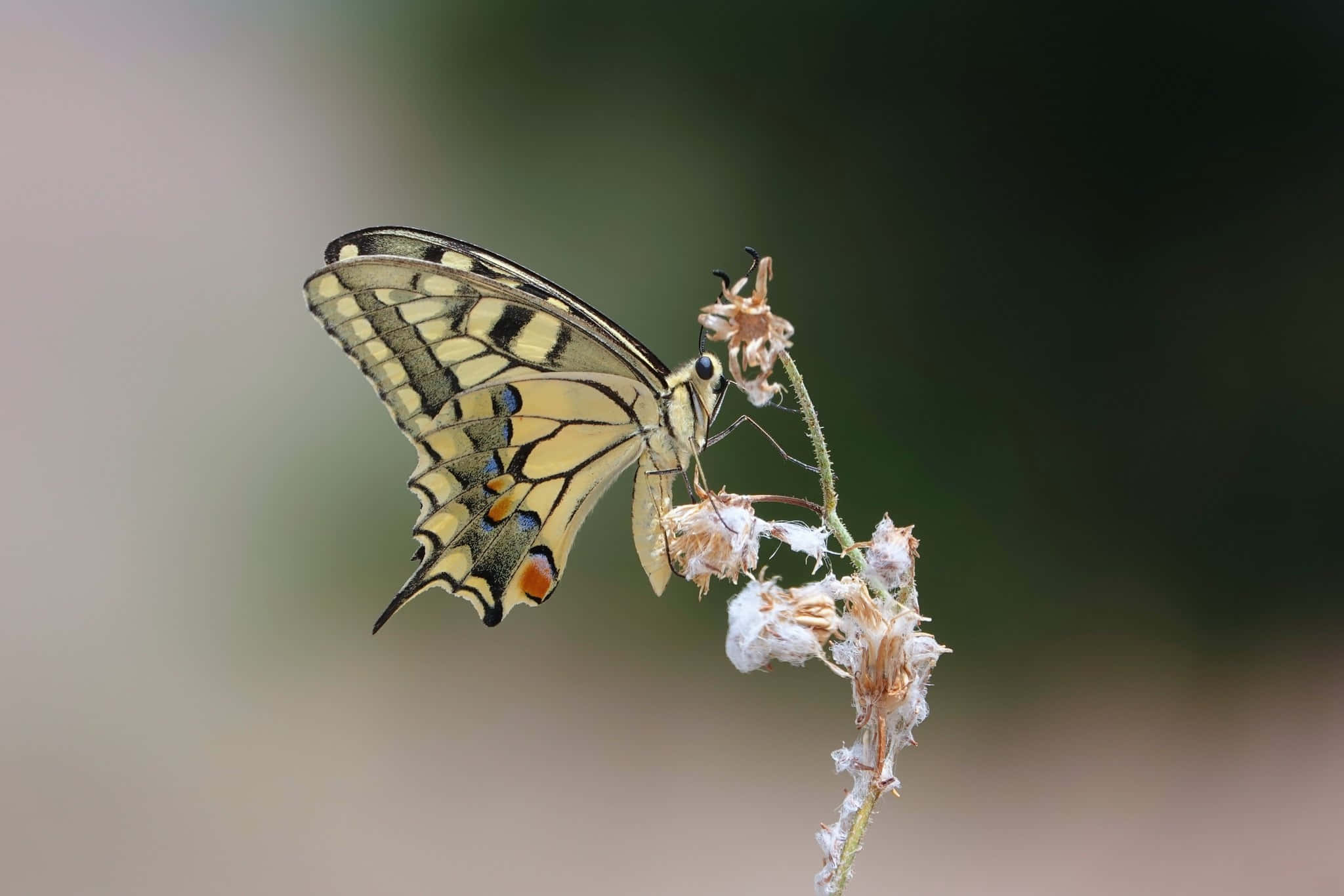 Butterfly Zoo 桌布 壁紙 — 一隻黃黑相間的燕尾蝶輕柔地停在一根乾燥的花莖上，背景柔和模糊。