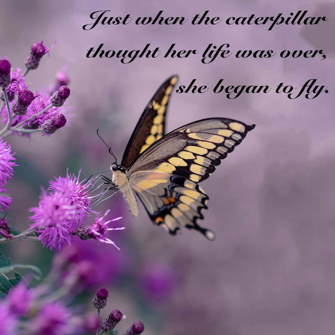 Butterfly Quotes 桌布 壁紙 — 一隻黃黑相間的蝴蝶輕柔地停在一朵紫色薊花上，背景是柔和模糊的薰衣草色。