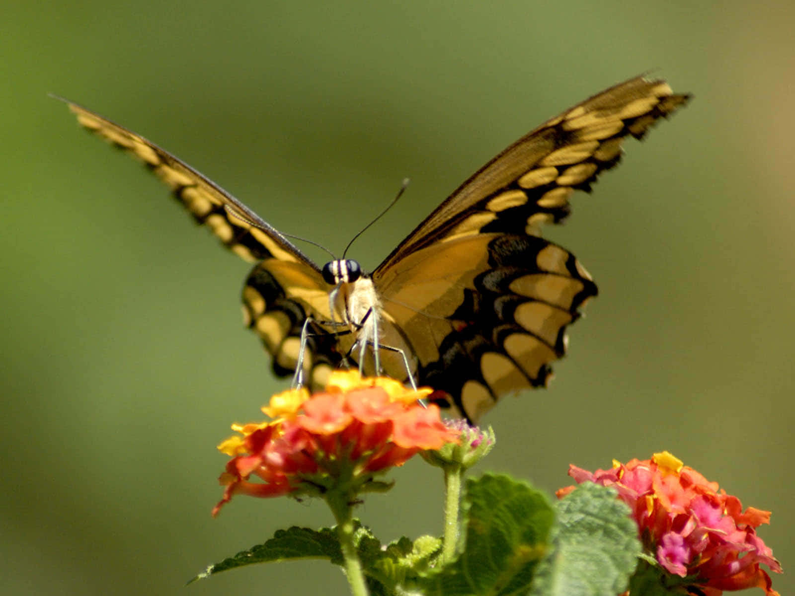 Butterfly Species 桌布 壁紙 — 一隻黃黑相間的蝴蝶輕輕停在一簇鮮豔的橙色和粉紅色花朵上，背景是柔和的綠色。