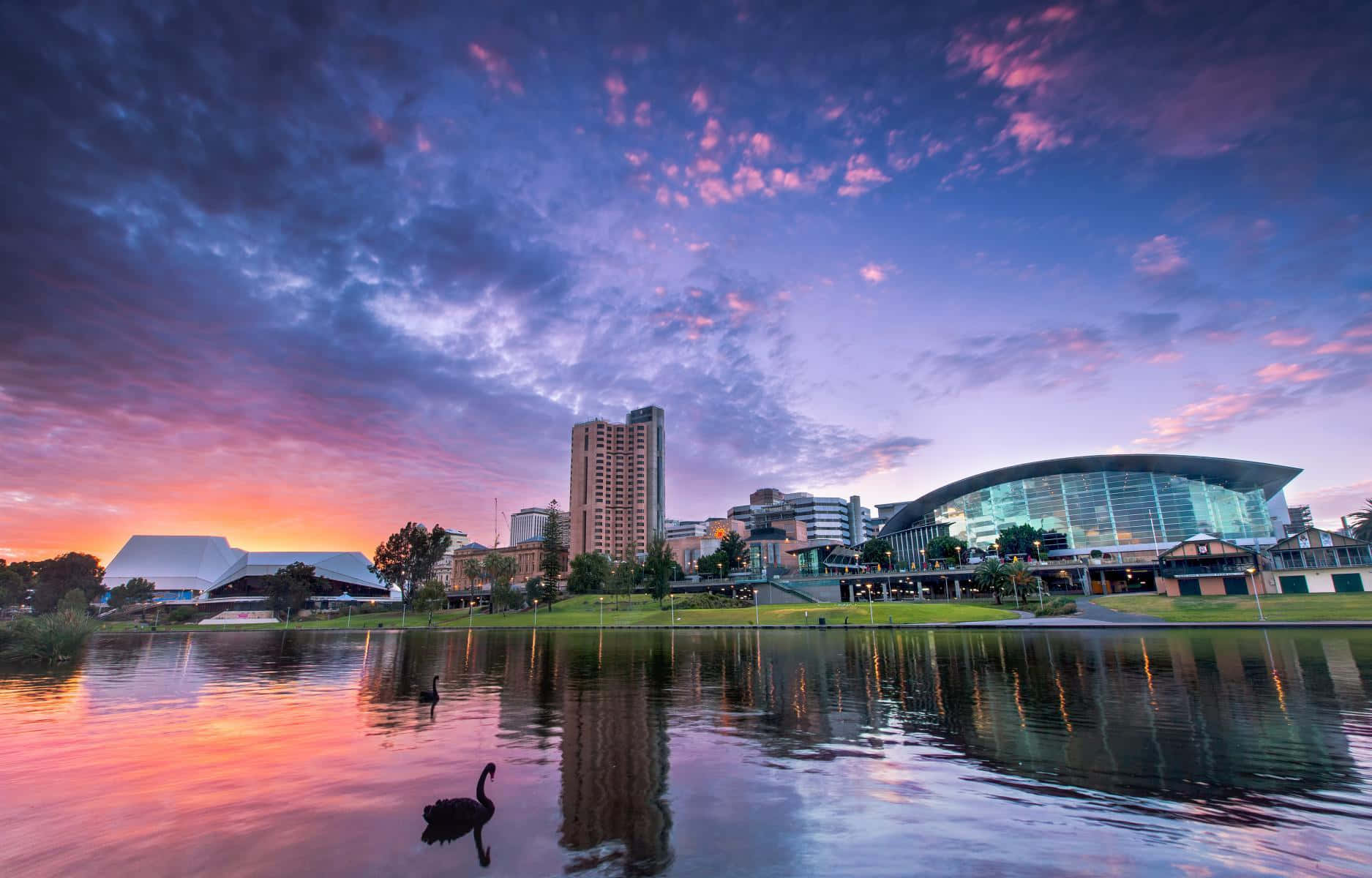 Adelaide 桌布 壁紙 — 一隻黑天鵝在平靜的湖面上滑行，湖面倒映著現代城市建築上方充滿活力的粉紅色、紫色和橙色日落天空。