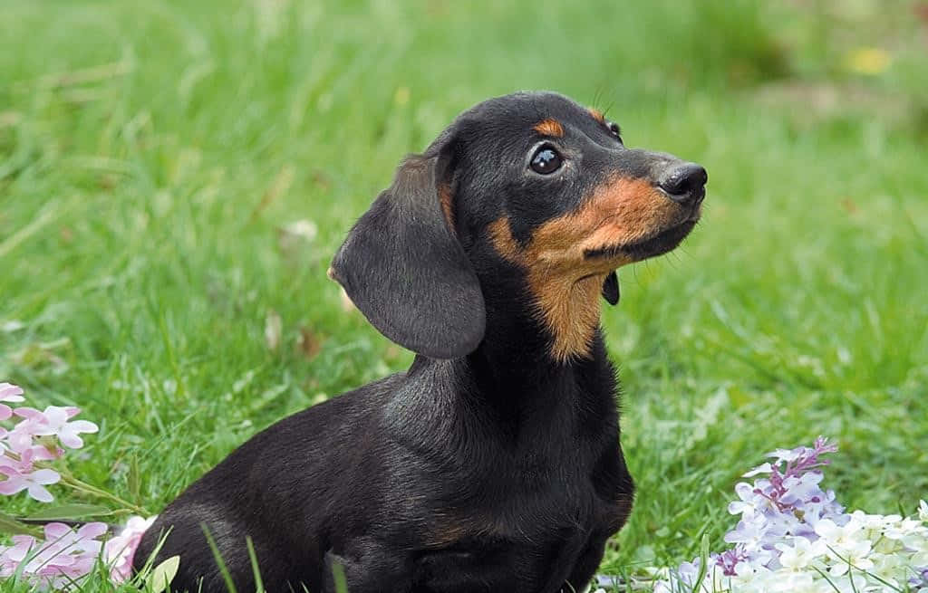 dachshund 桌布 壁紙 — 一隻黑棕色的臘腸犬警覺地坐在點綴著粉紅色和白色花朵的草地上。